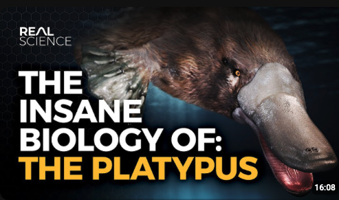 Close-up of a platypus with text "The Insane Biology of: The Platypus" and "Real Science" in the top left corner.