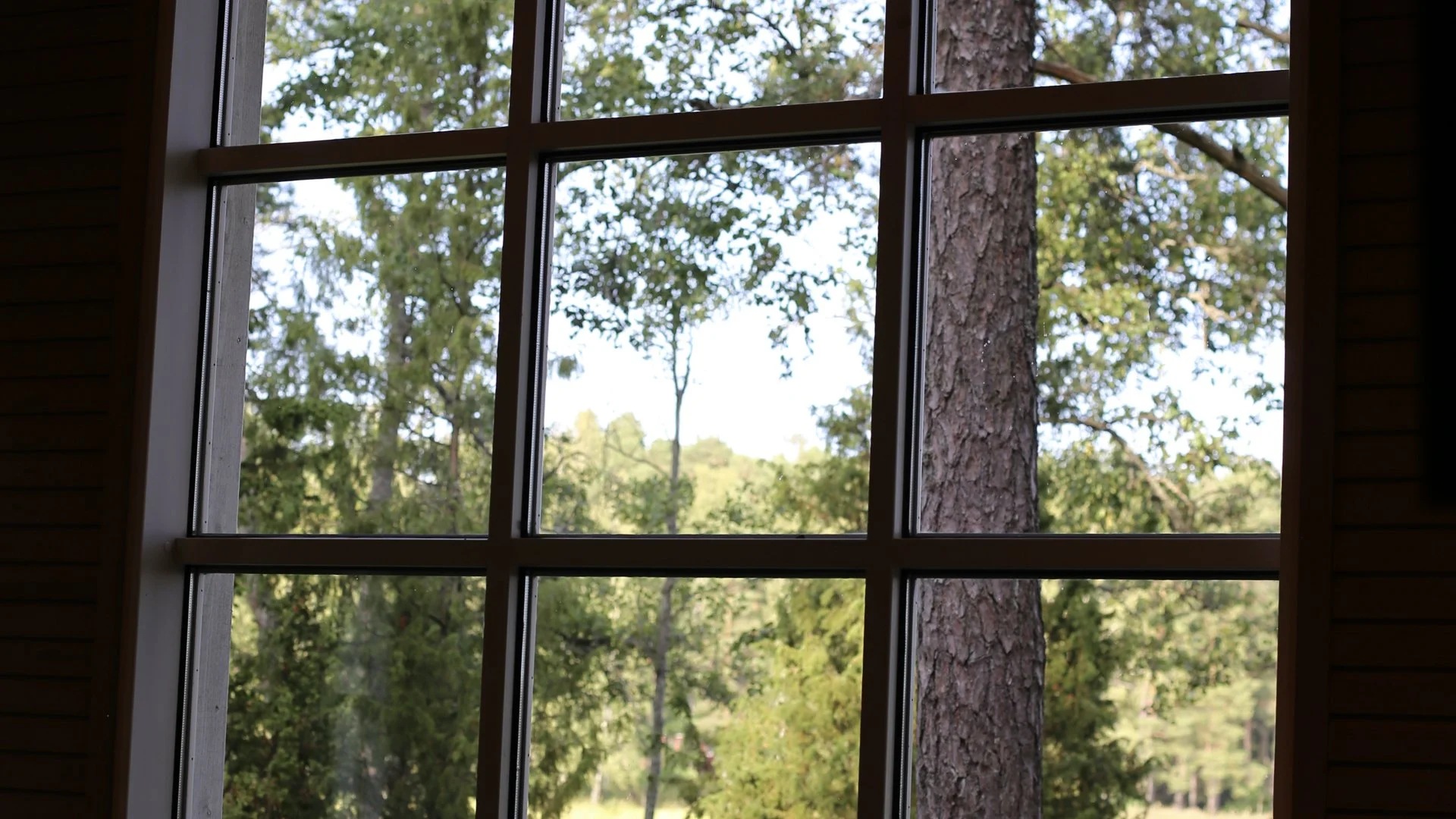 View through a grid-style window showing tall trees with green leaves outdoors.
