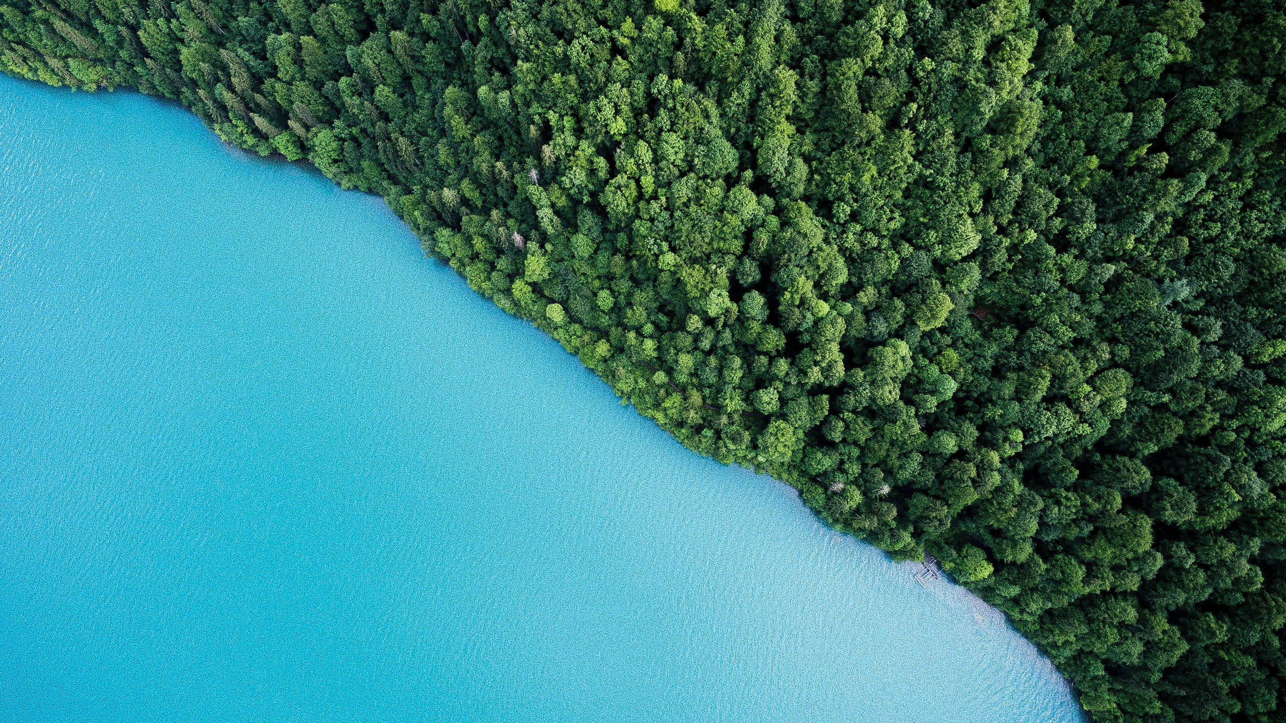 Aerial view of a forested area next to a large body of water with a curved shoreline.