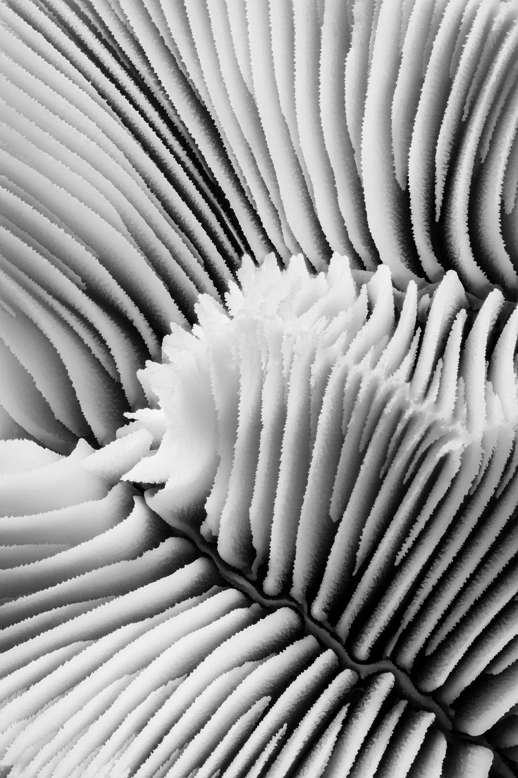mare-coral-macrofotografia-fine-art-19.jpg