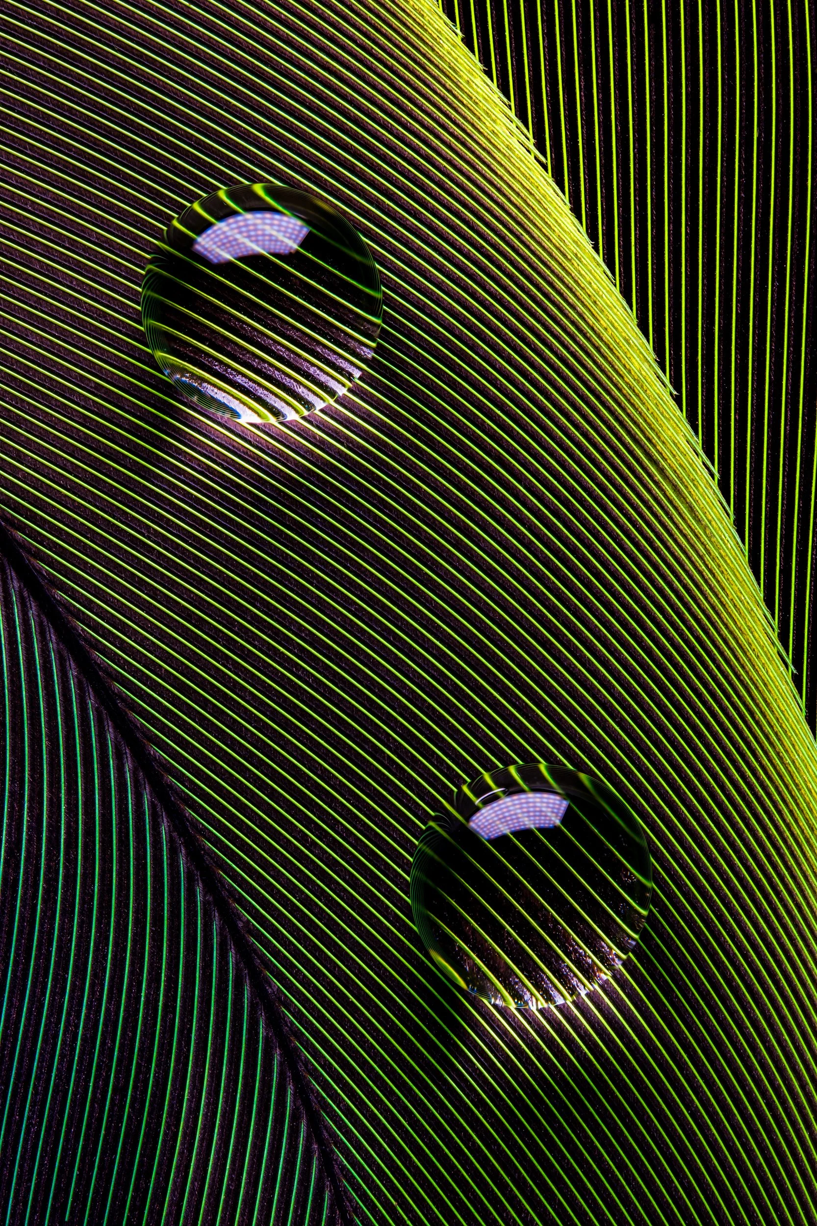 Fotografia macro fine art da série Hidrofóbico, de Bruno Militelli 