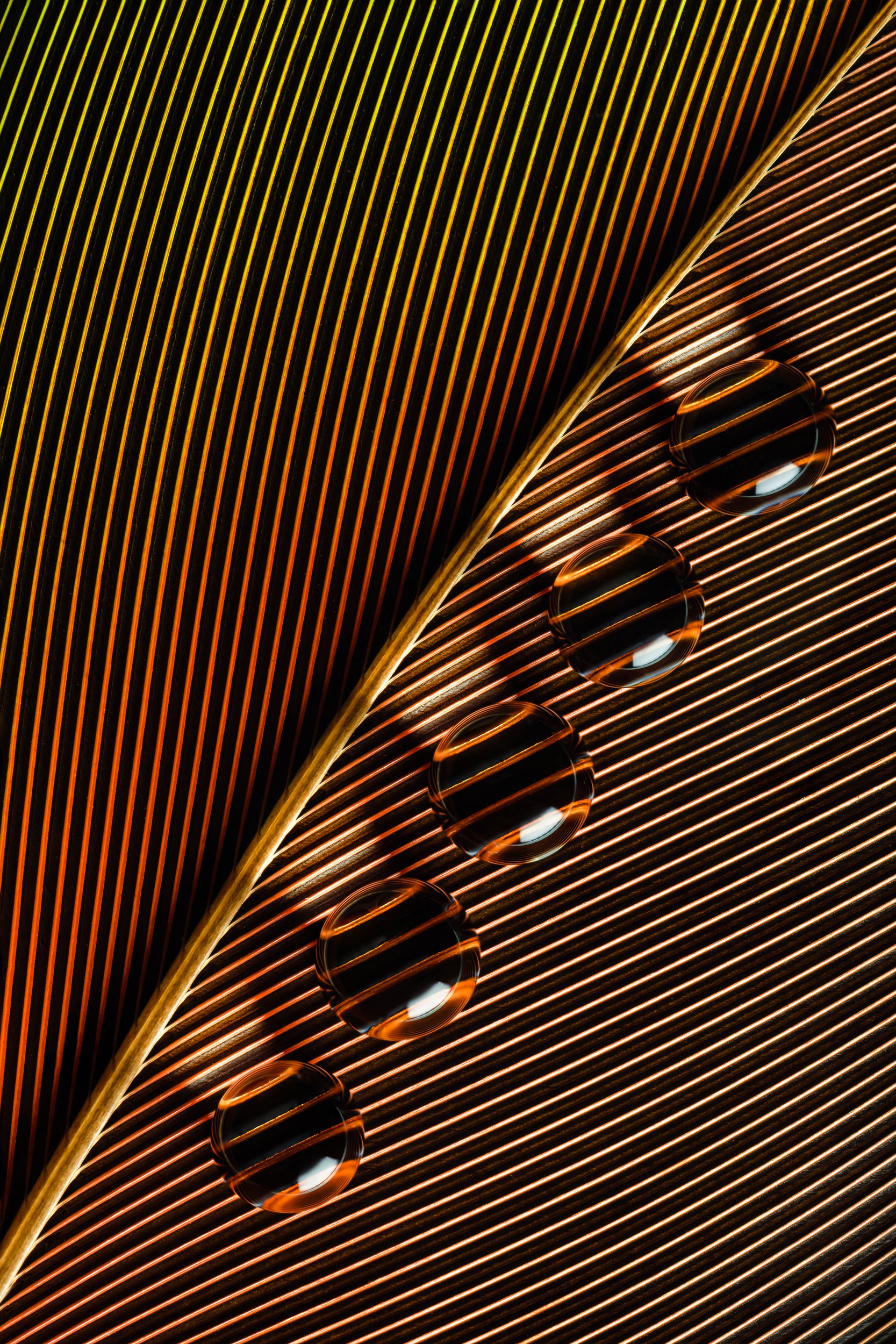 hidrofobico-penas-macrofotografia-fine-art-23.jpg