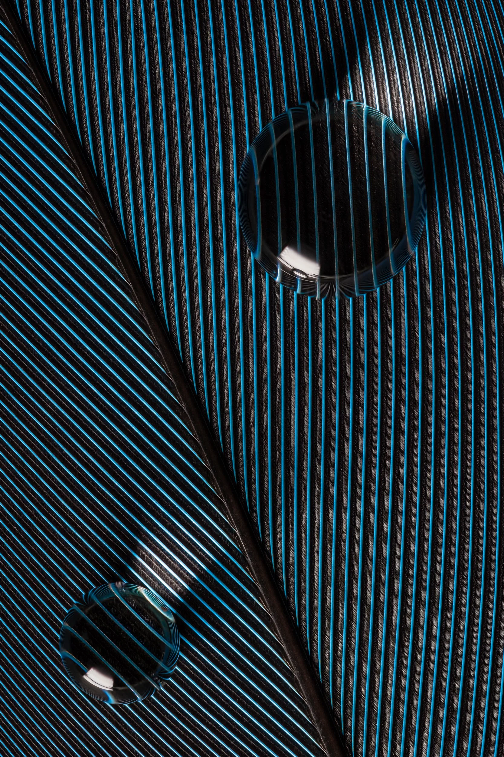 hidrofobico-penas-macrofotografia-fine-art-18.jpg