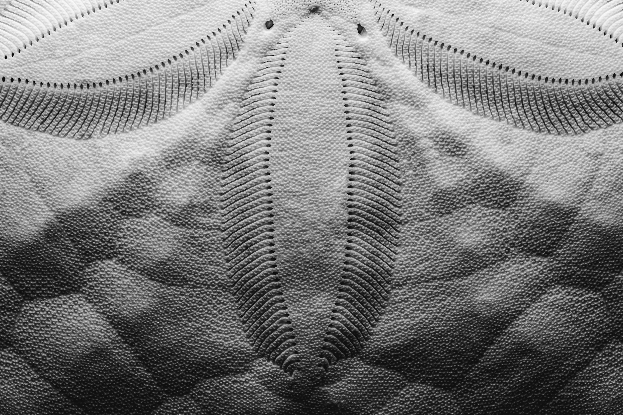 natureza_macrofotografia_fine_art-1.jpg