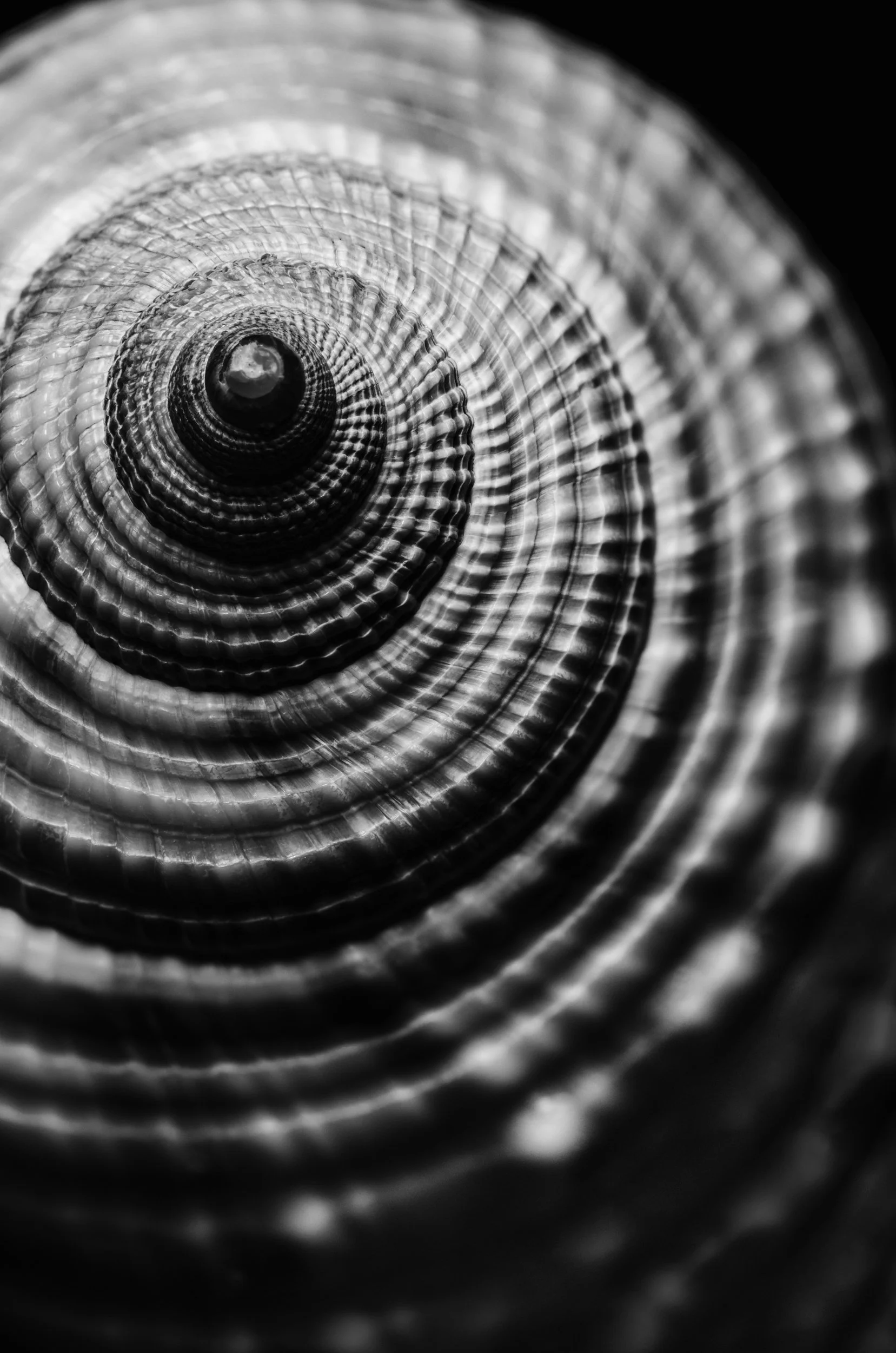 natureza_macrofotografia_fine_art-4.jpg