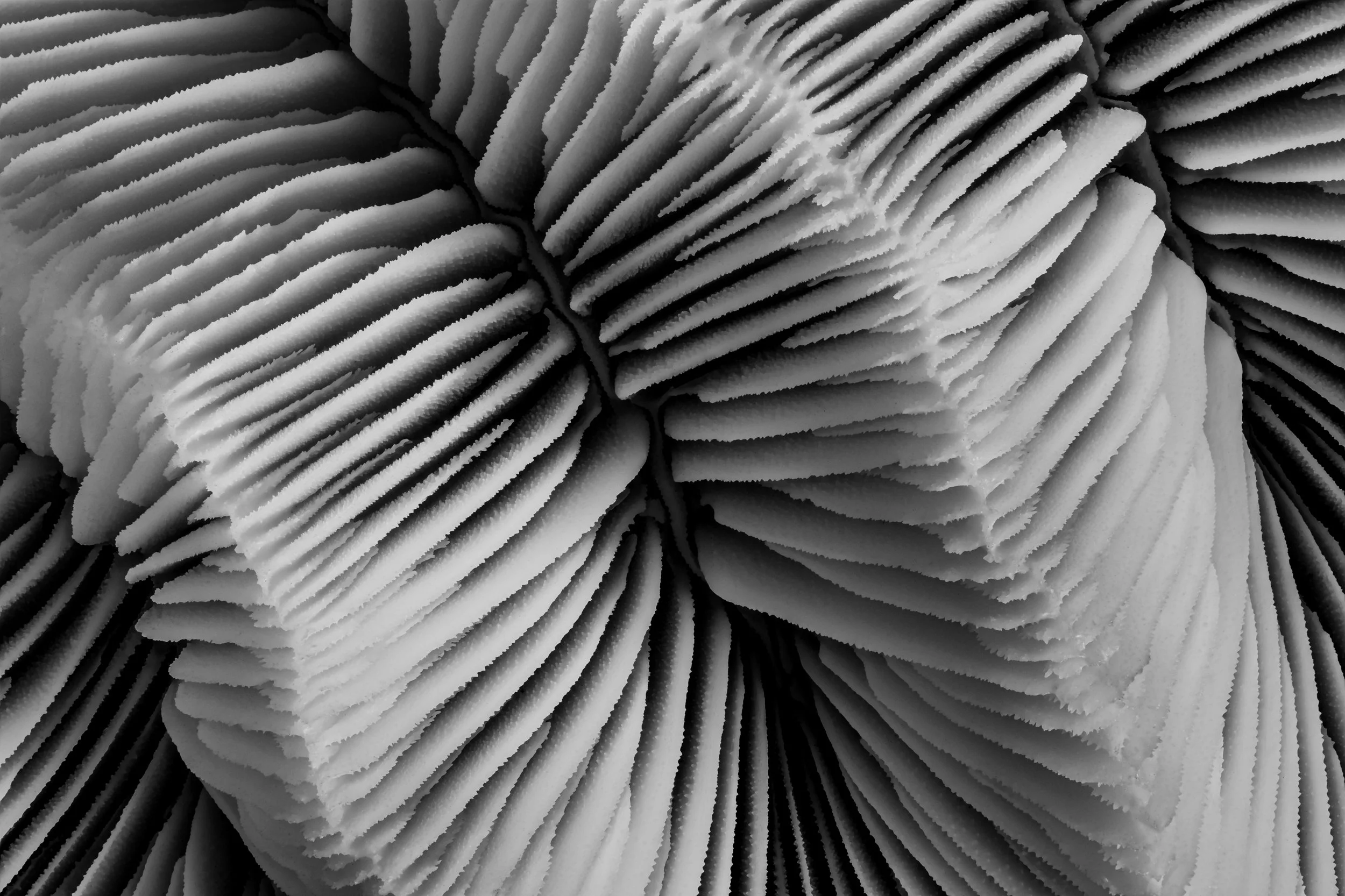 mare-coral-macrofotografia-fine-art-16.jpg