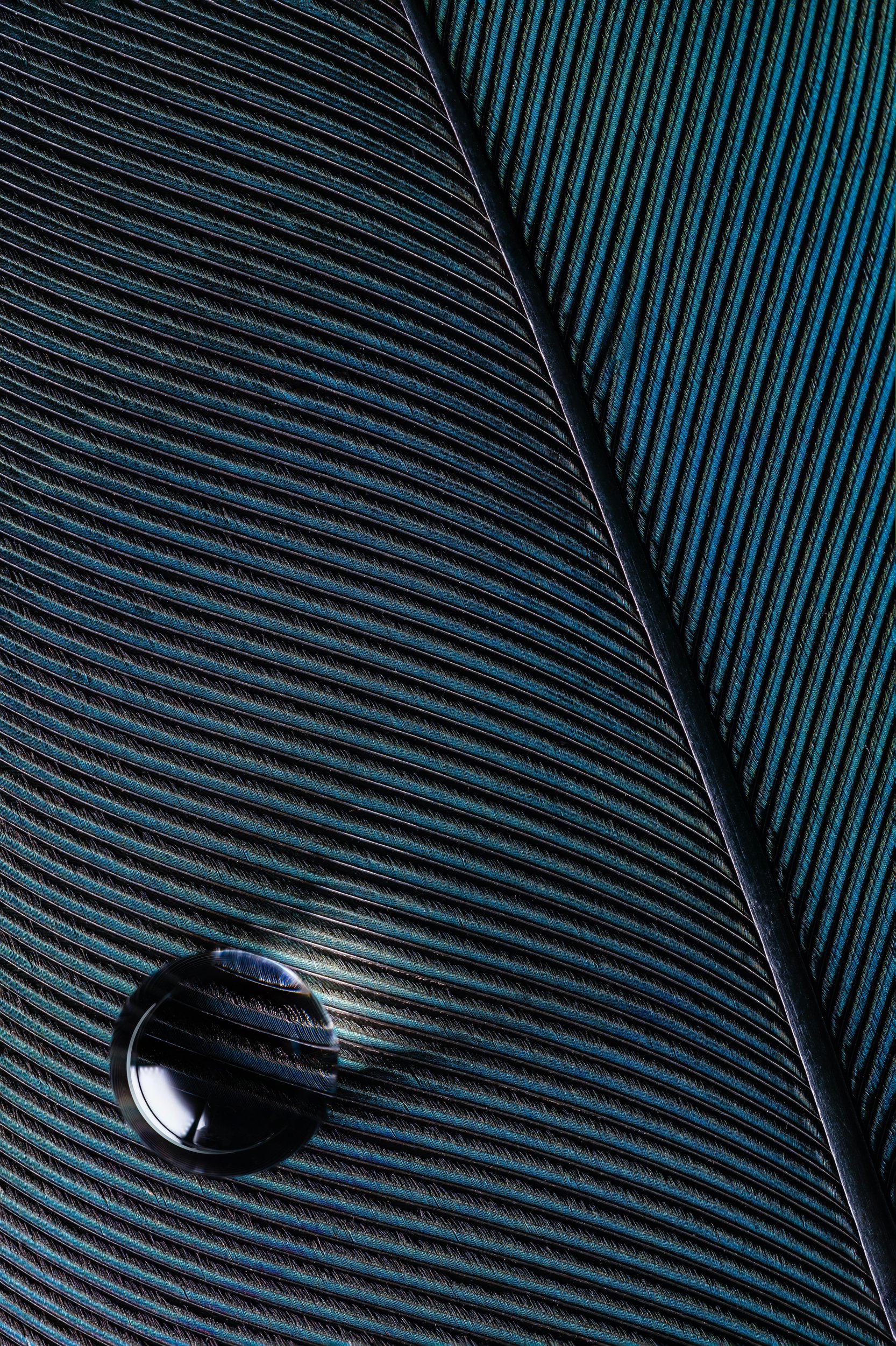 hidrofobico-penas-macrofotografia-fine-art-24.jpg