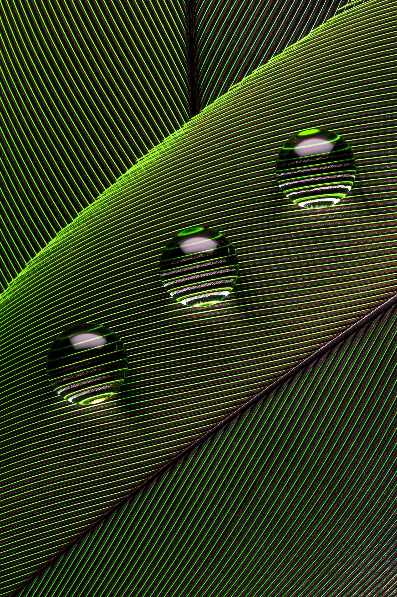 hidrofobico-penas-macrofotografia-fine-art-16.jpg
