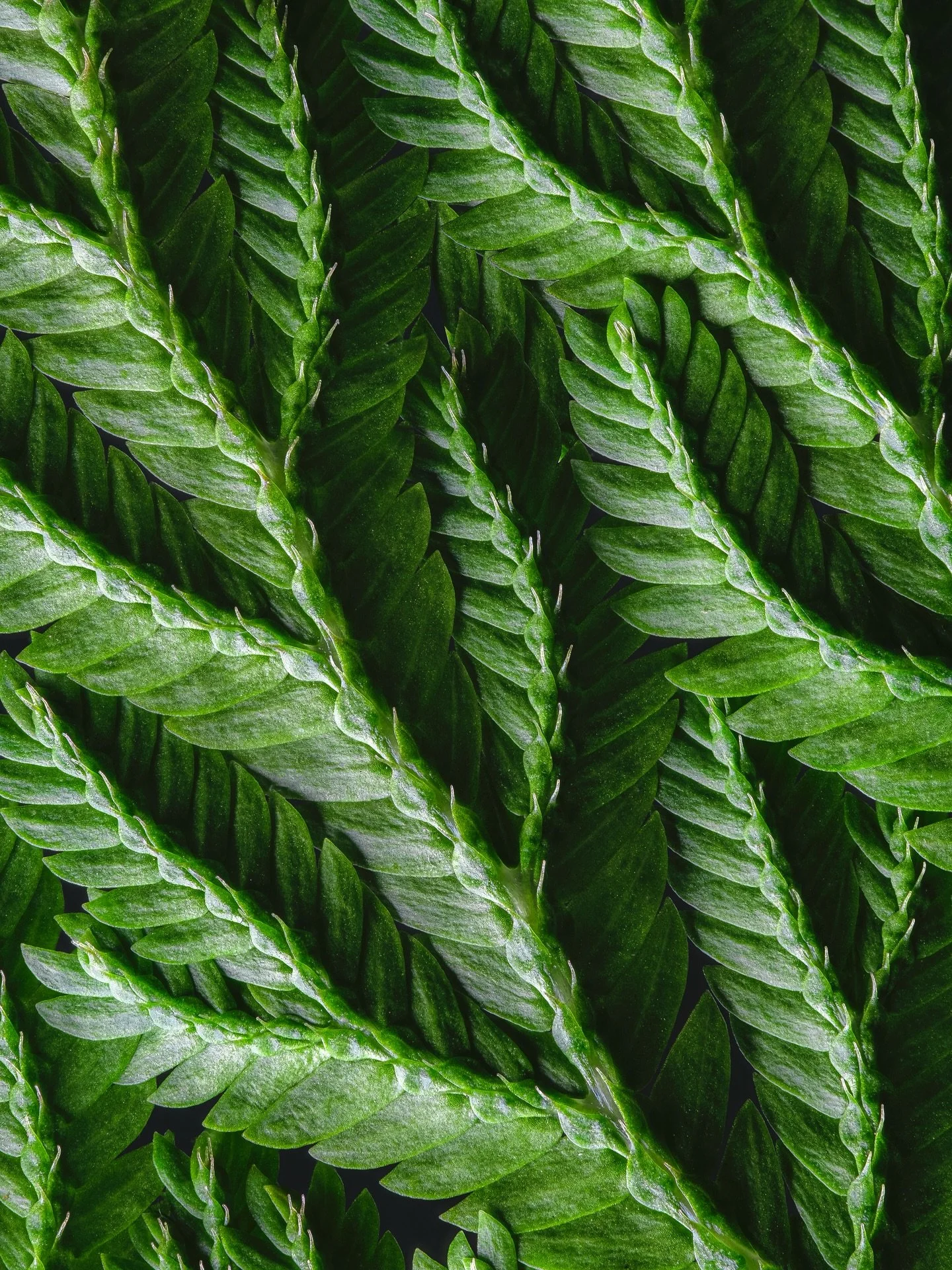 Hoje 05/06 no Dia Mundial do Meio Ambiente eu te convido a contemplar a natureza atrav&eacute;s de uma perspectiva mais intimista, se aproximando dos detalhes mais delicados e que sustentam a vida em sua ess&ecirc;ncia.

Cada imagem &eacute; um lembr