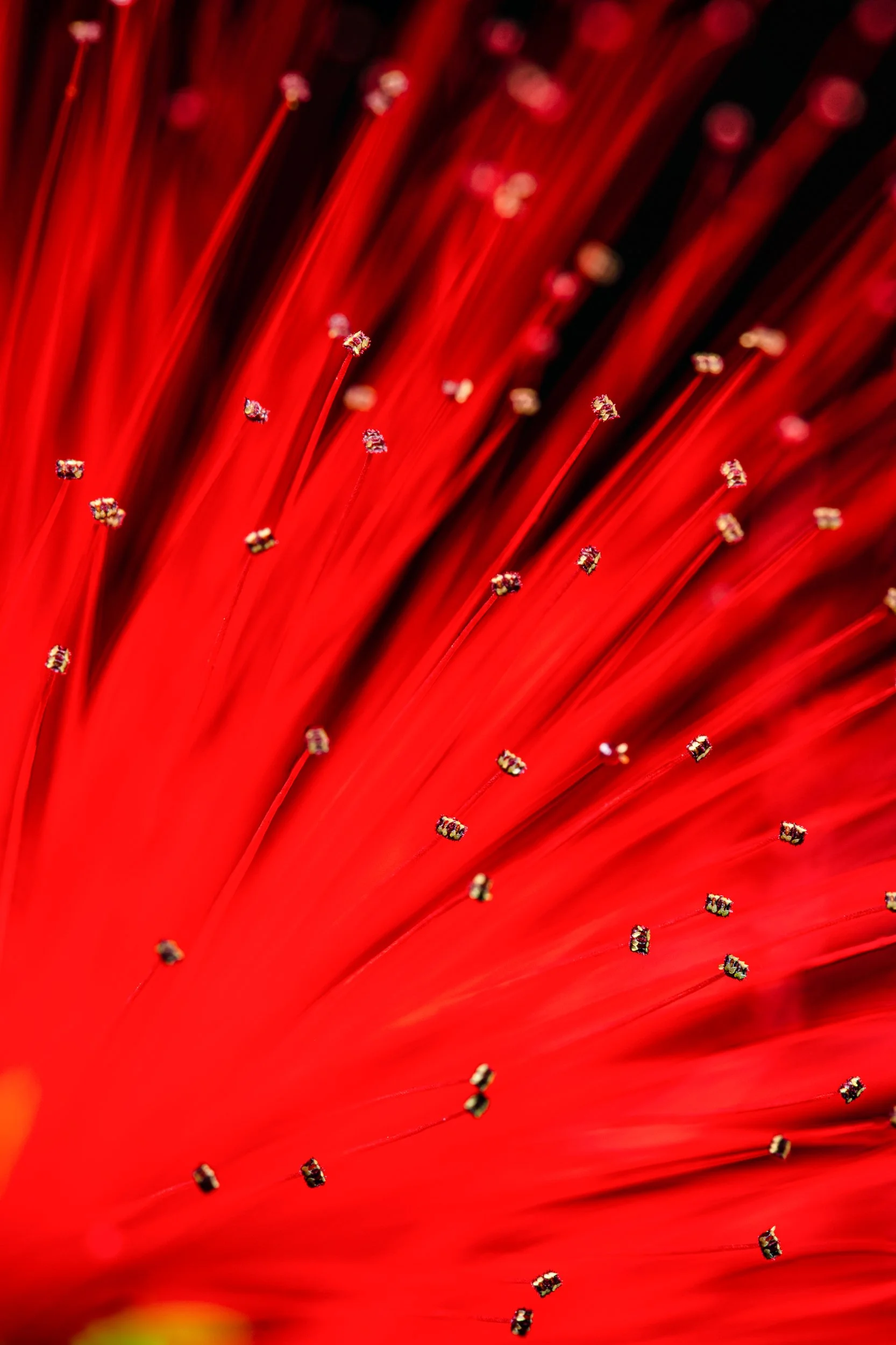 folha_macrofotografia_fine_art-19.jpg