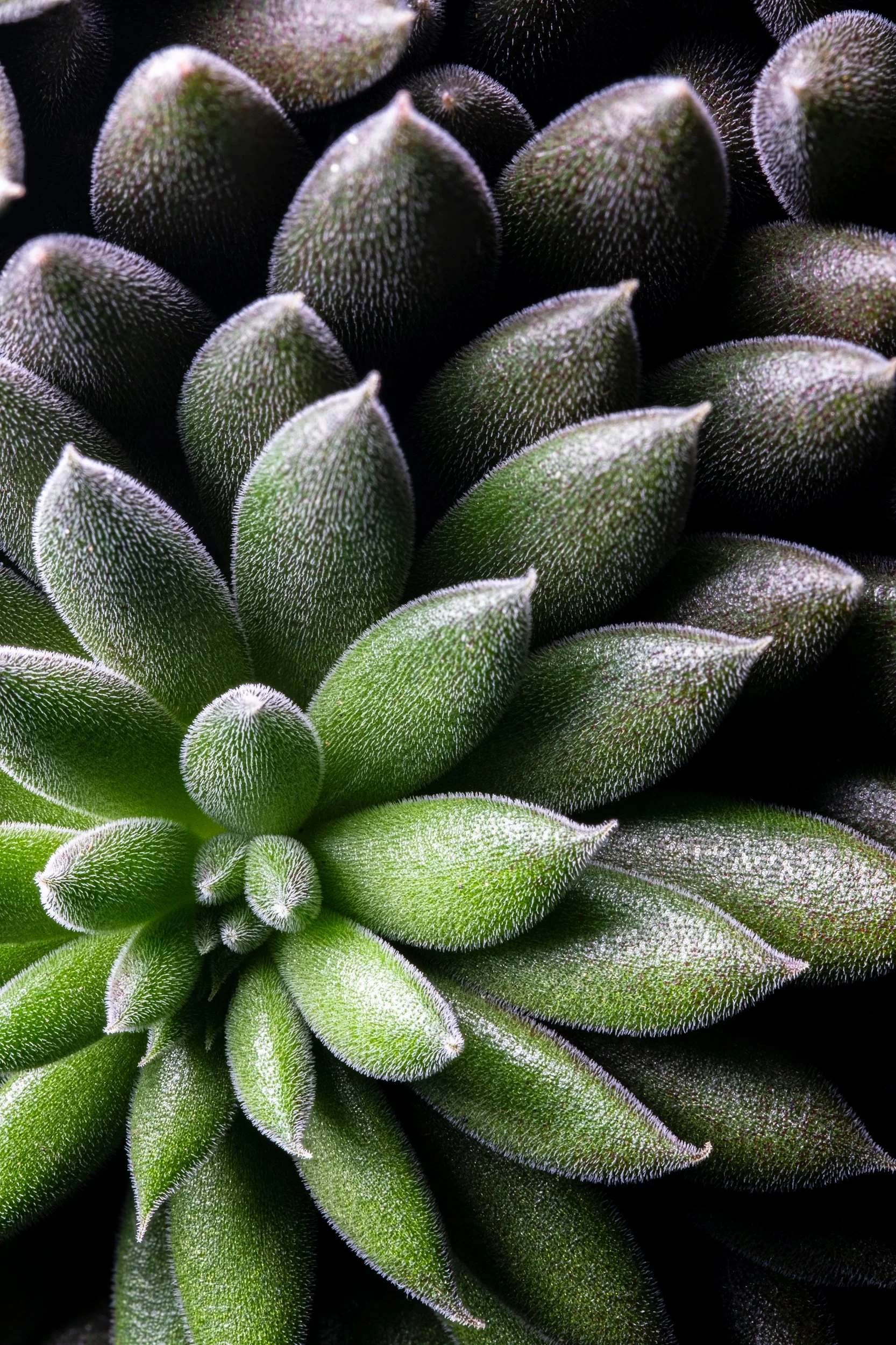 natureza_macrofotografia_fine_art-9.jpg
