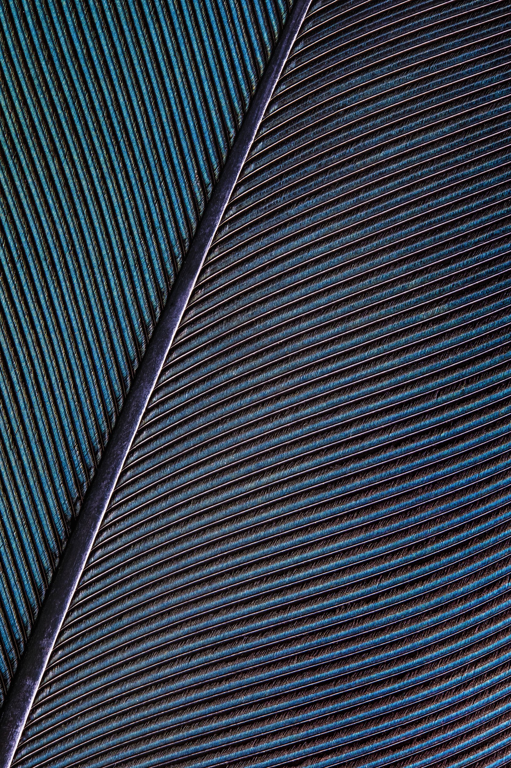 penas-nativas-macrofotografia-obras-fine-art-10.jpg