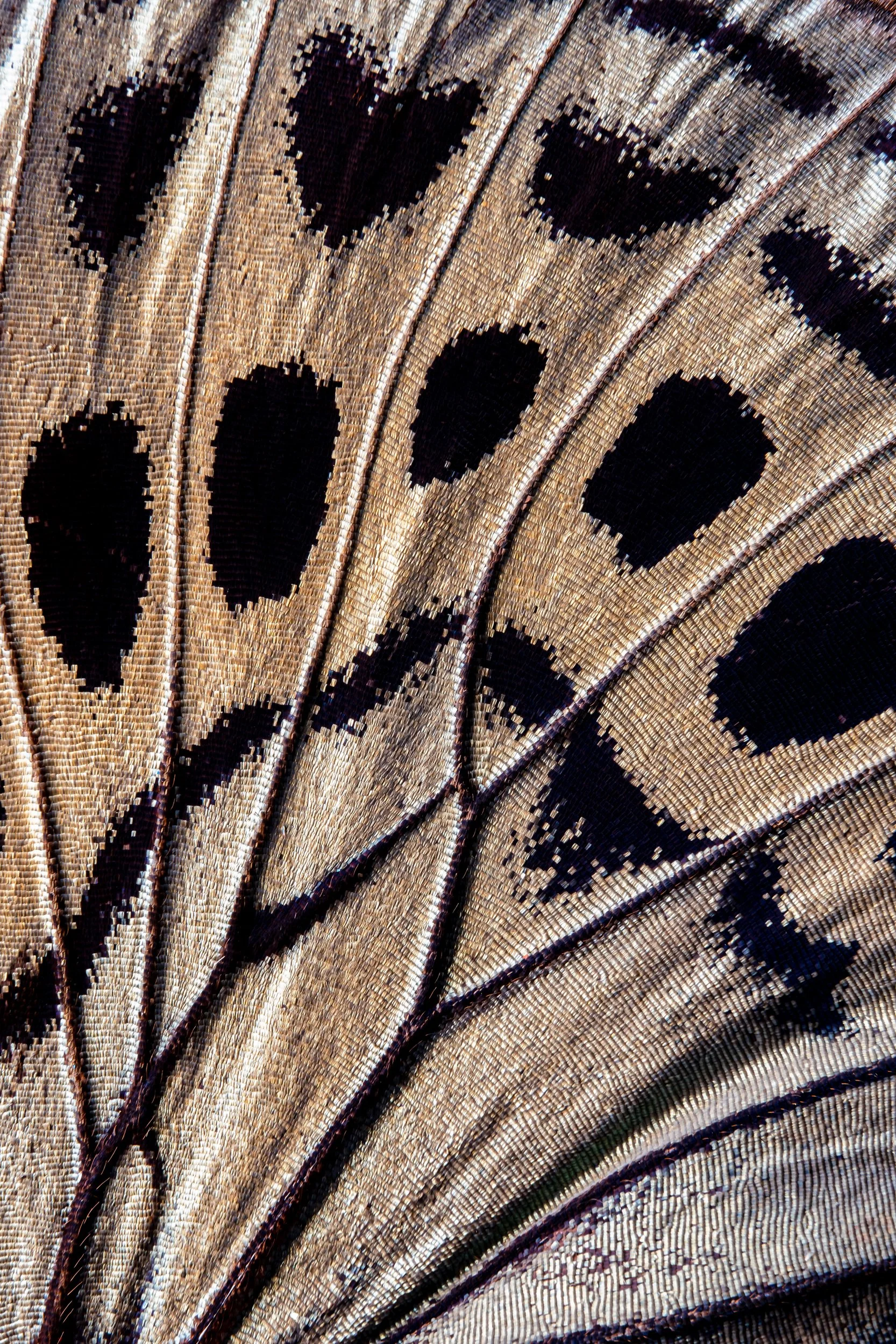 panapana-borboleta-macrofotografia-fine-art-5.jpg