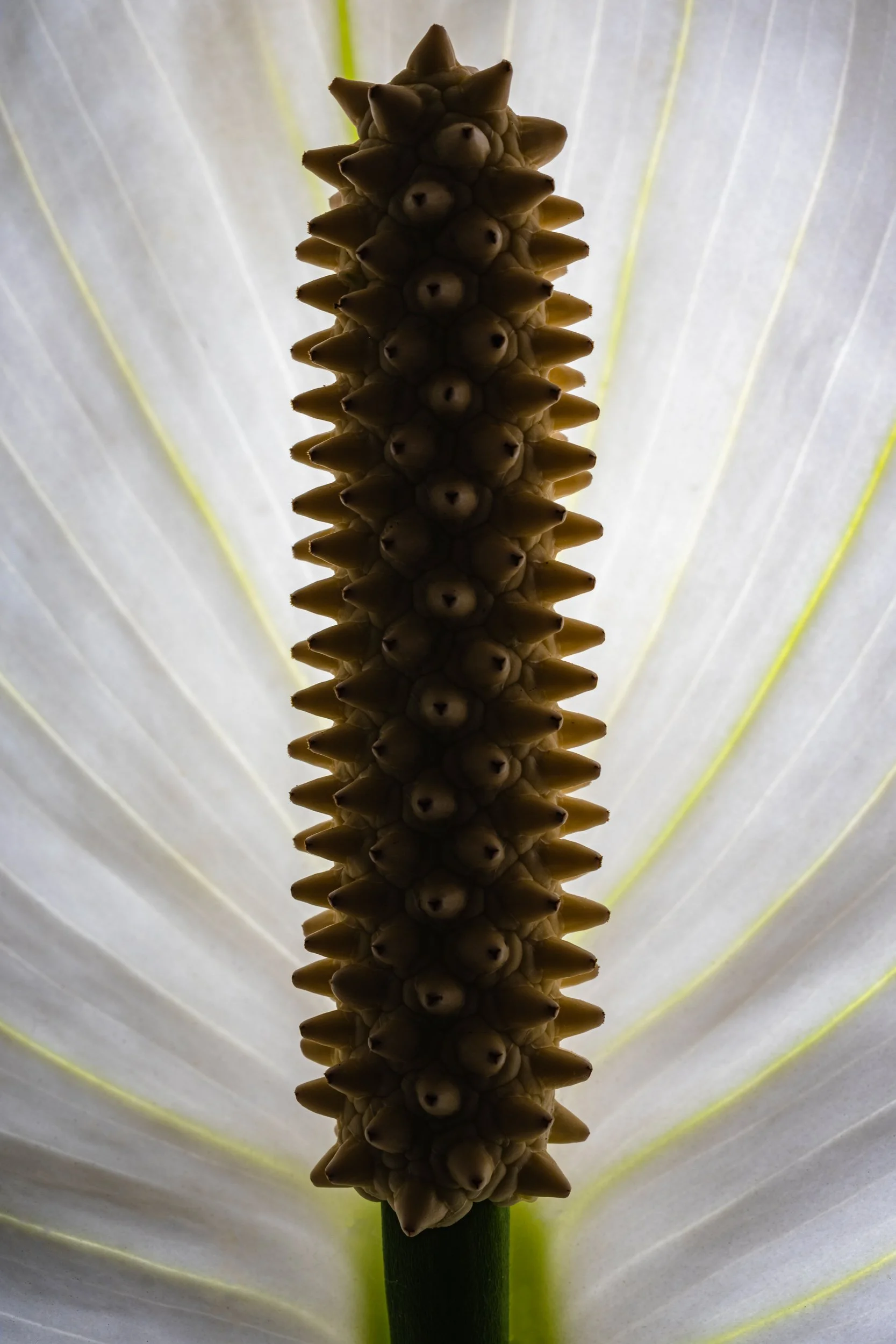 folha_macrofotografia_fine_art-23.jpg