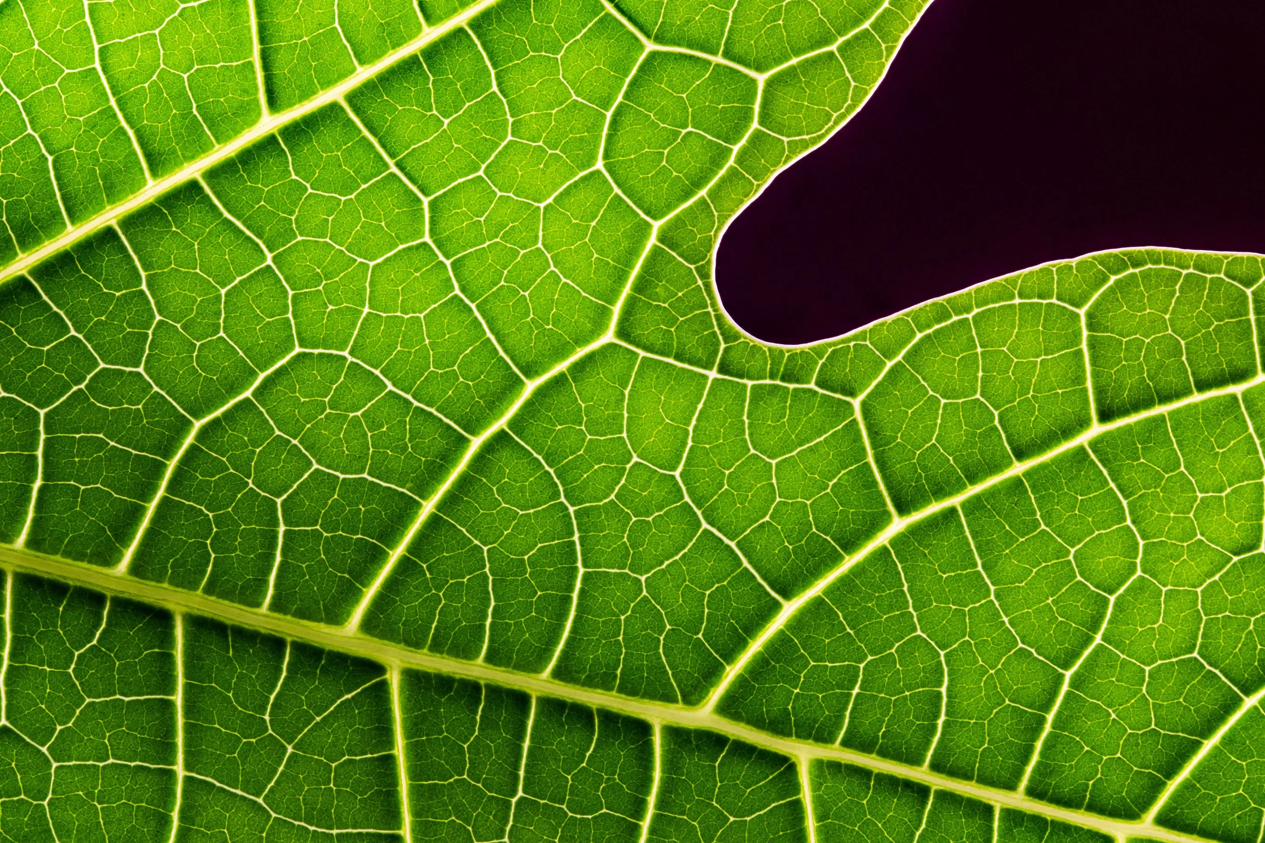 Fotografia macro fine art de nervuras de folha em tons verdes — série Nervura, de Bruno Militelli