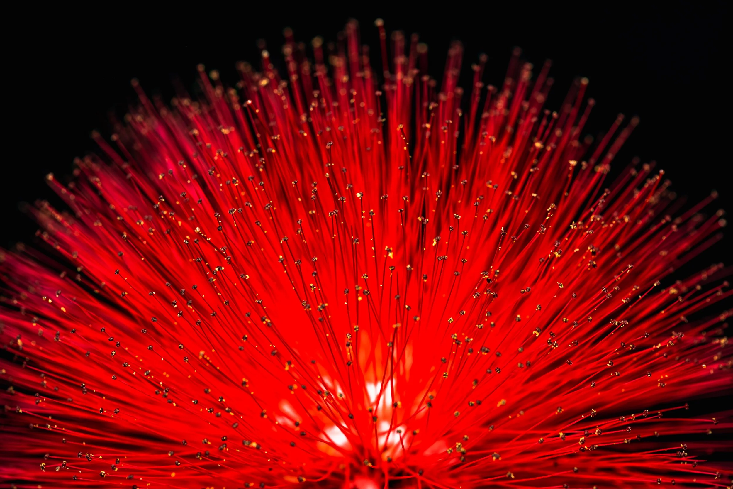 folha_macrofotografia_fine_art-18.jpg