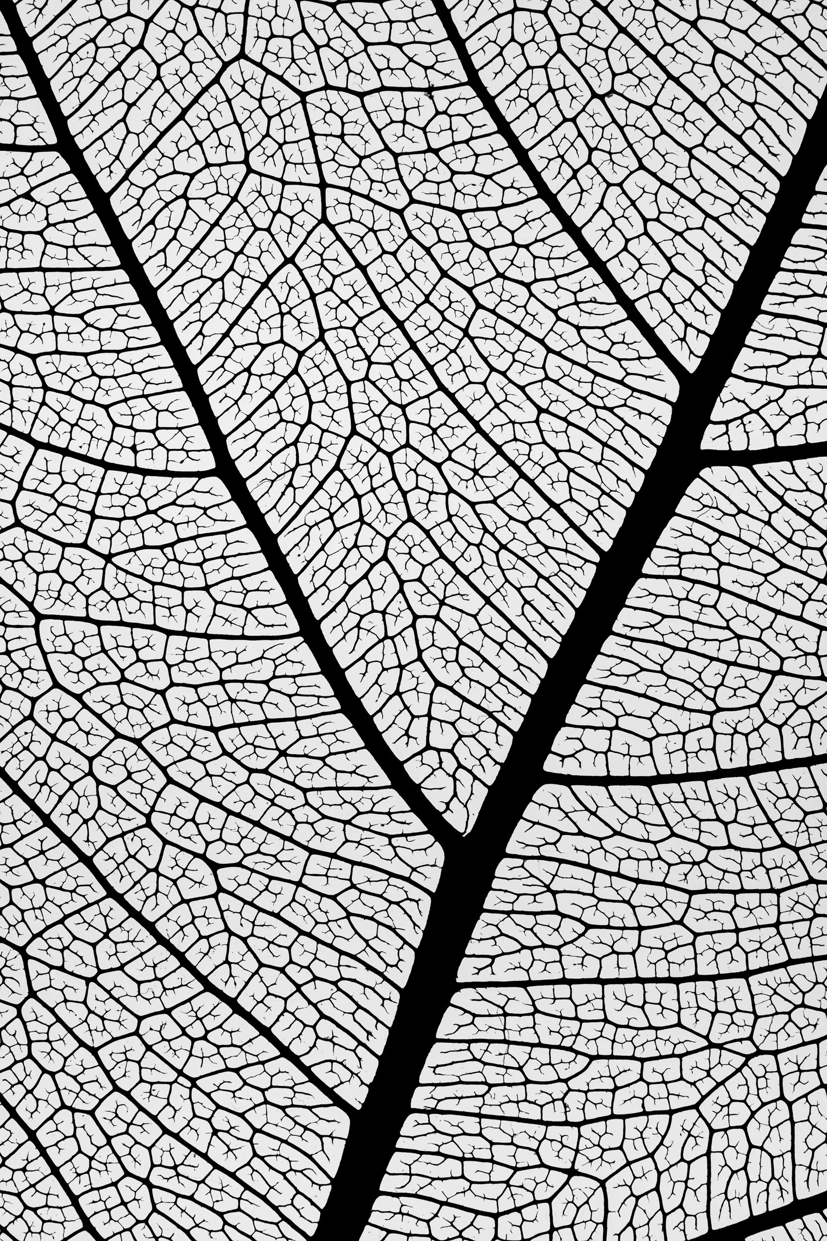Detalhe macro de textura e veios de folha em contraluz — série Nervura, fotografia fine art de Bruno Militelli