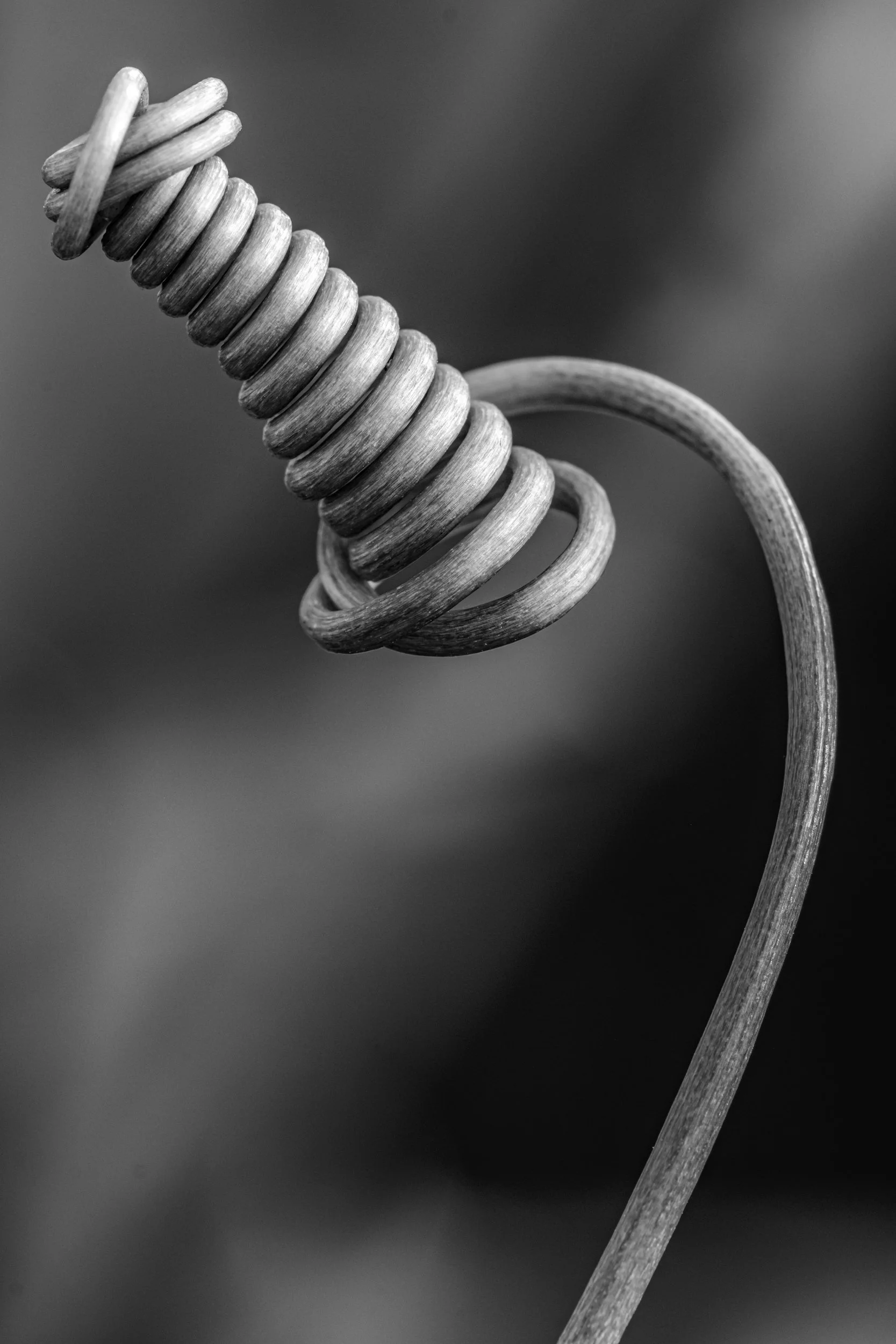 maracuja-natureza-macrofotografia-obras-fine-art-4.jpg