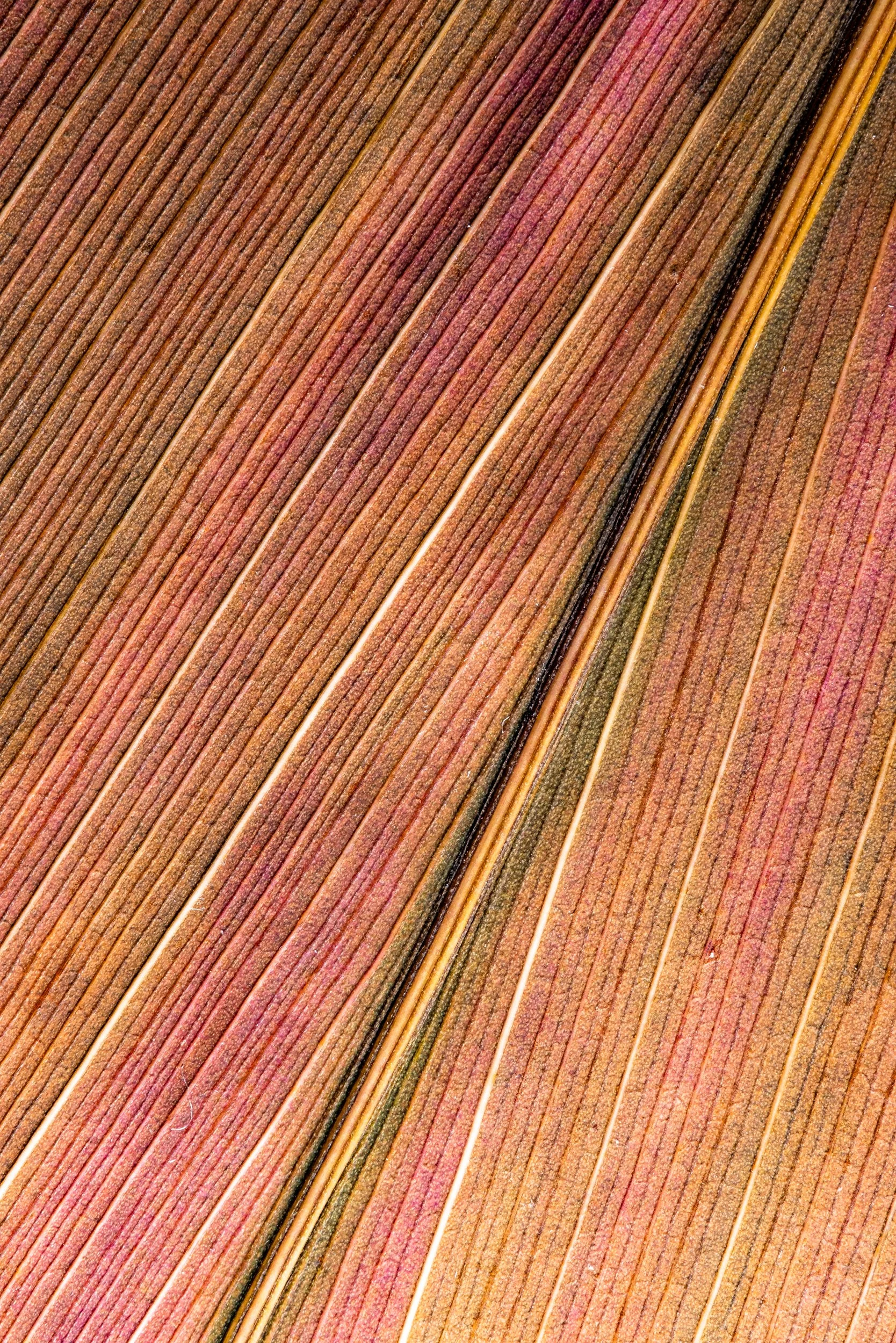 folha_macrofotografia_fine_art-2.jpg