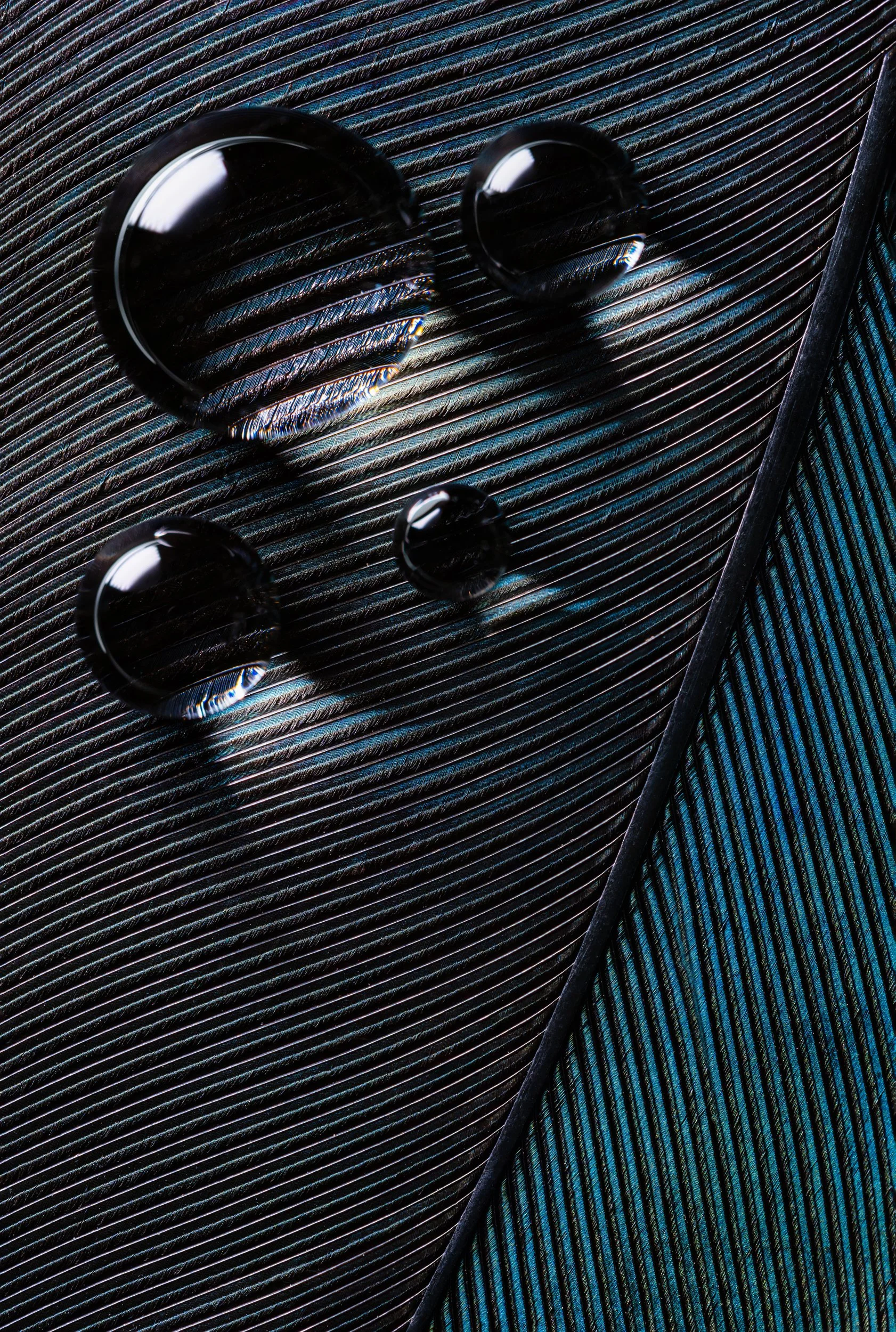 hidrofobico-penas-macrofotografia-fine-art-25.jpg