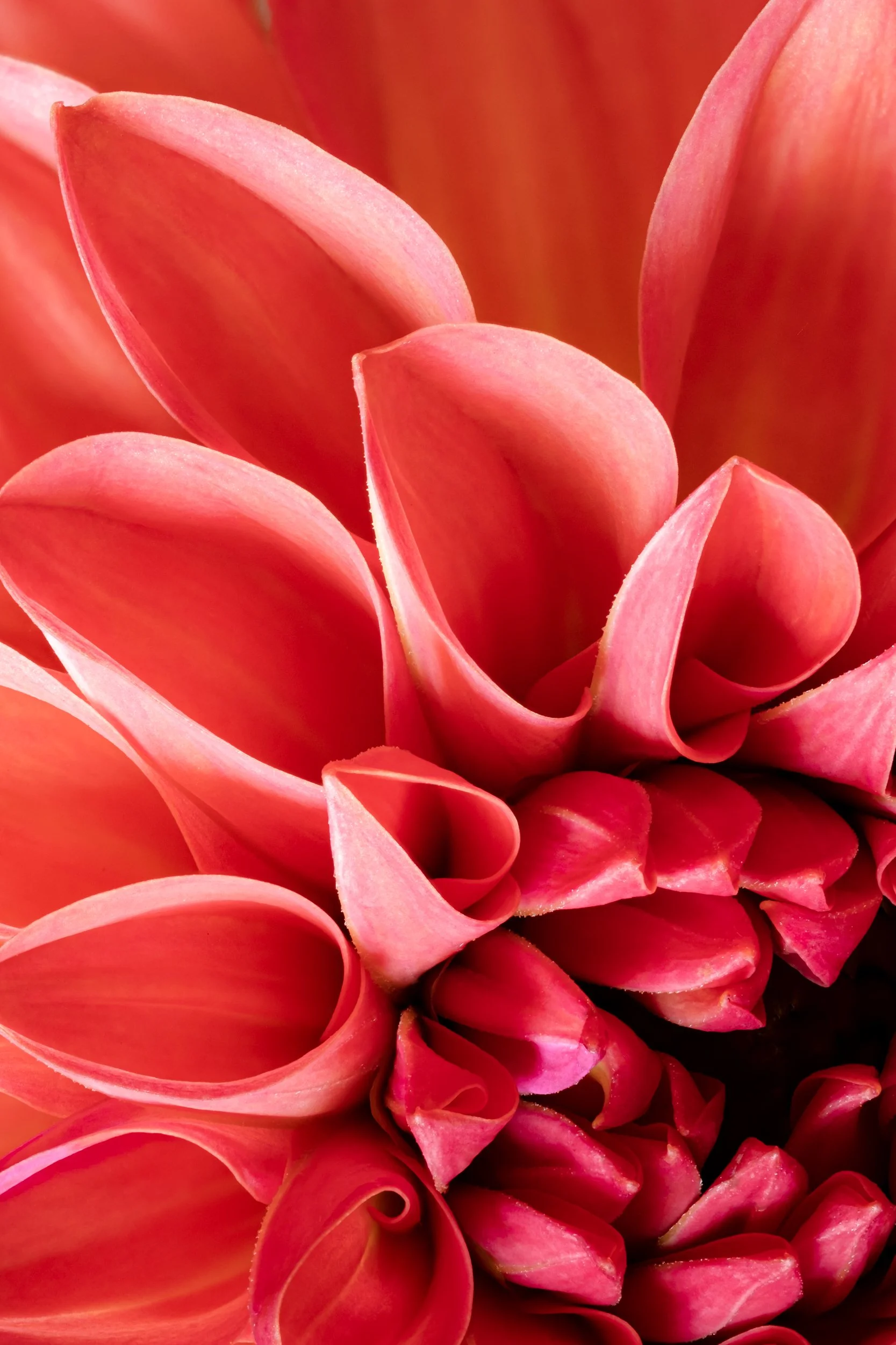 folha_macrofotografia_fine_art-9.jpg