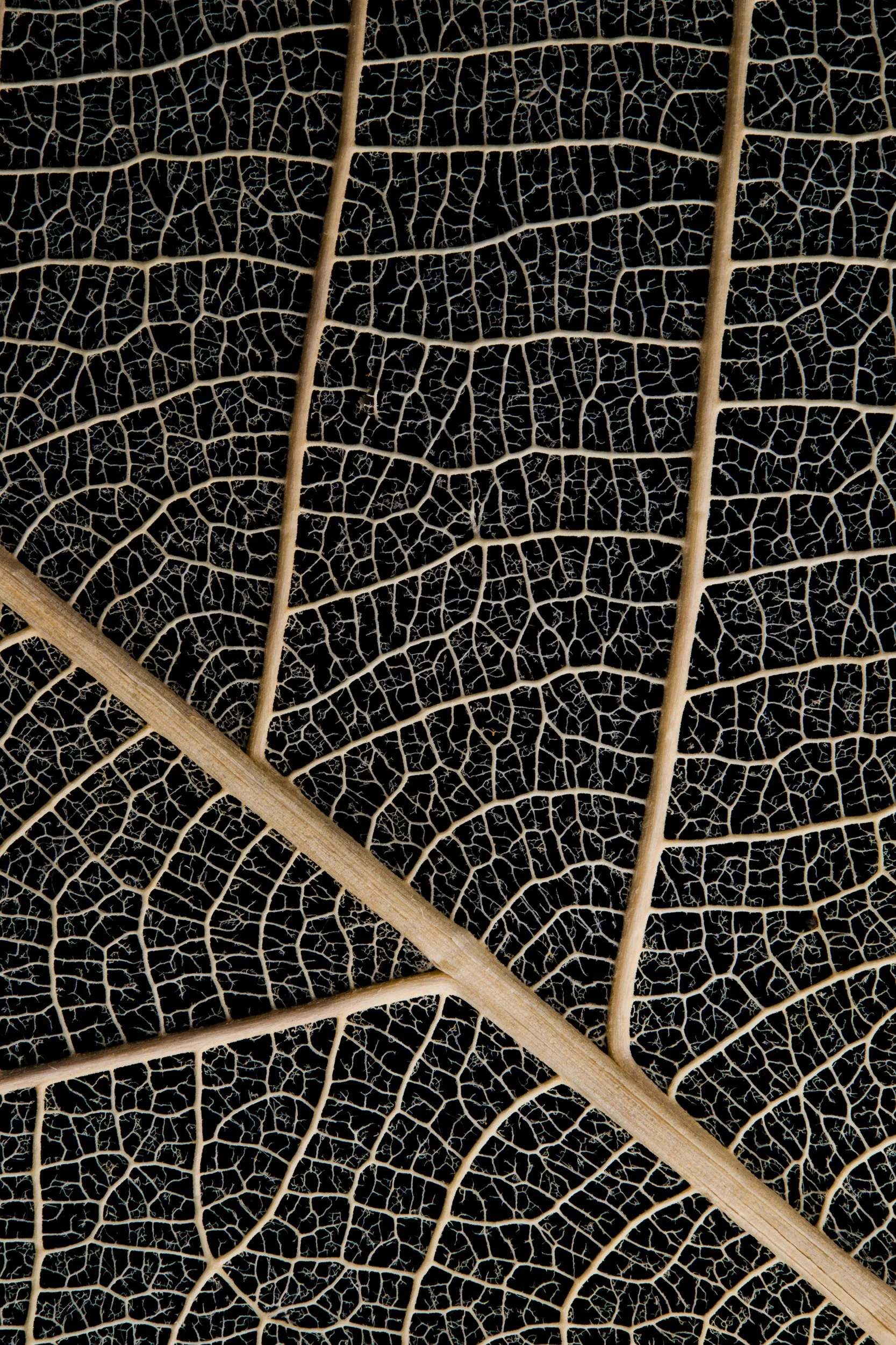 Estrutura de folha ampliada revelando geometria natural — série Nervura, fotografia macro fine art de Bruno Militelli