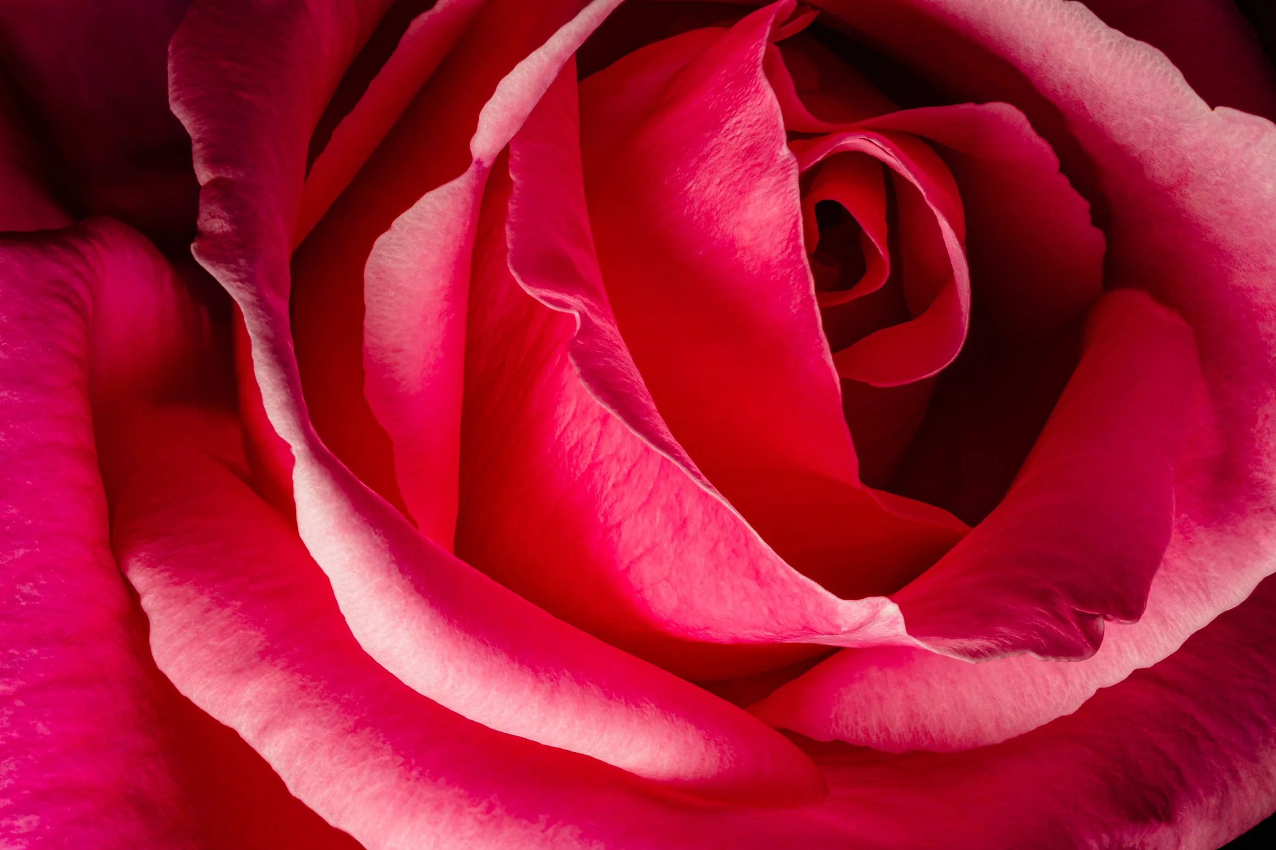 folha_macrofotografia_fine_art-25.jpg