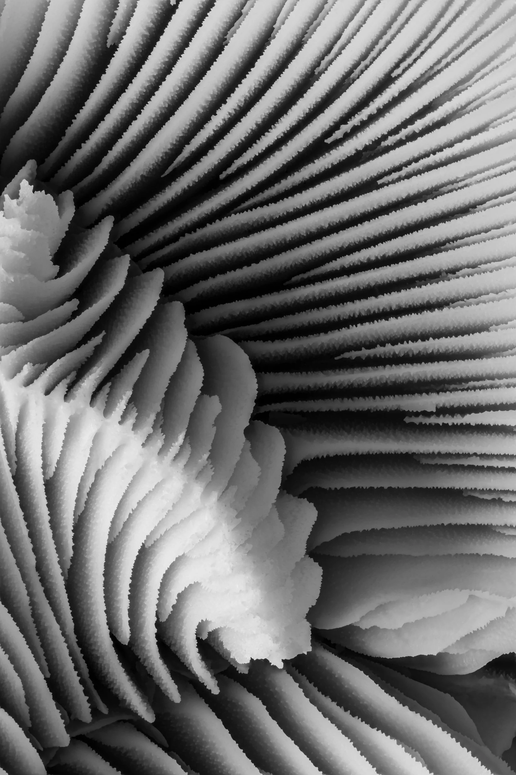 mare-coral-macrofotografia-fine-art-18.jpg