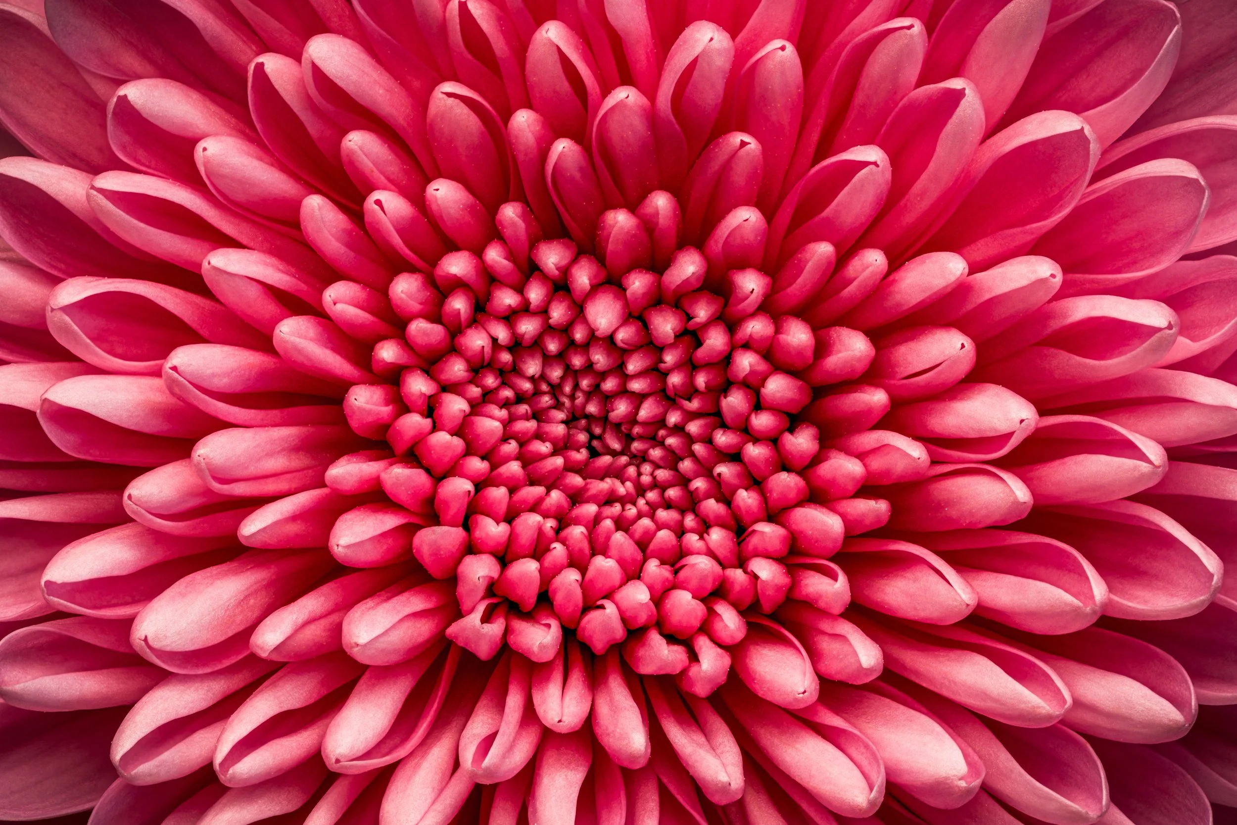 folha_macrofotografia_fine_art-5.jpg