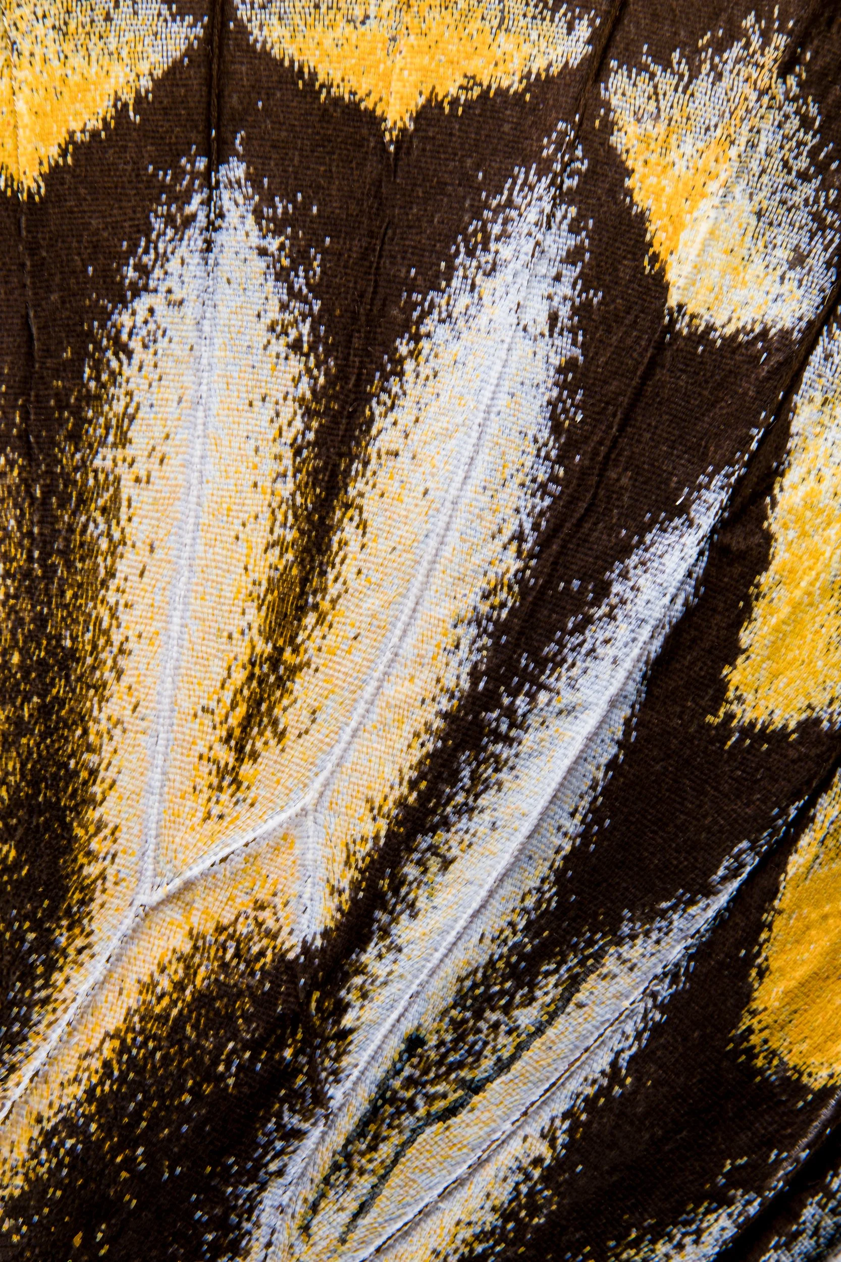 panapana-borboleta-macrofotografia-fine-art-14.jpg