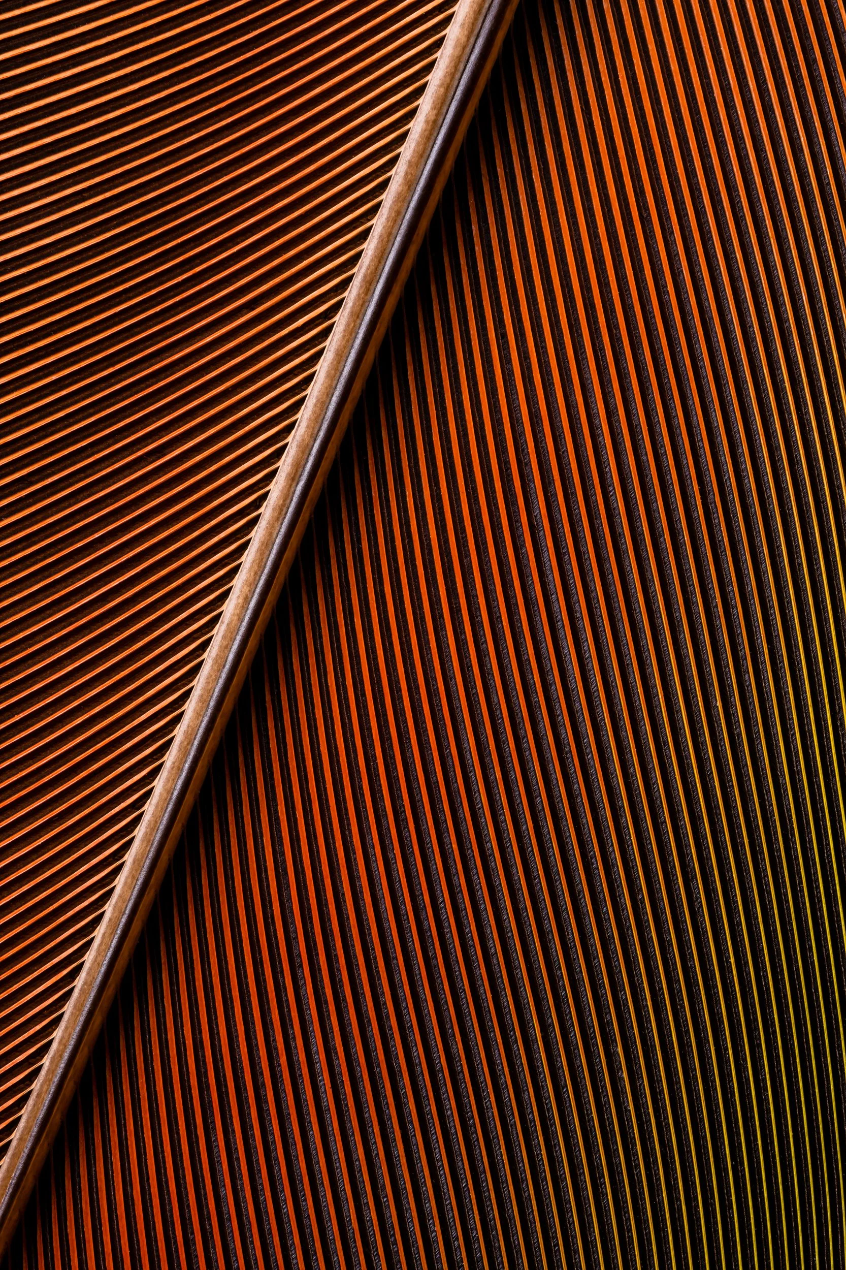 penas-nativas-macrofotografia-obras-fine-art-14.jpg