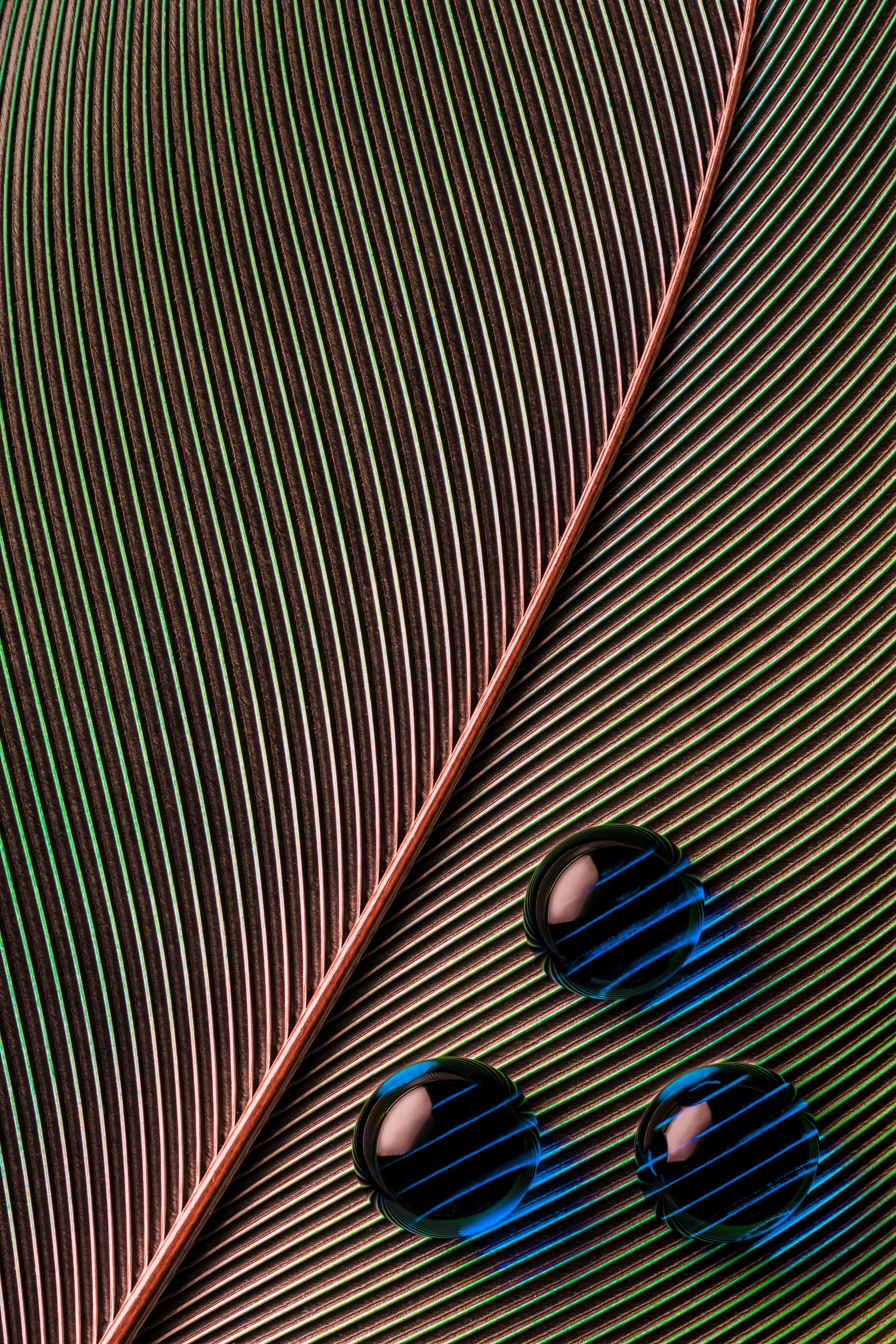 hidrofobico-penas-macrofotografia-fine-art-9.jpg