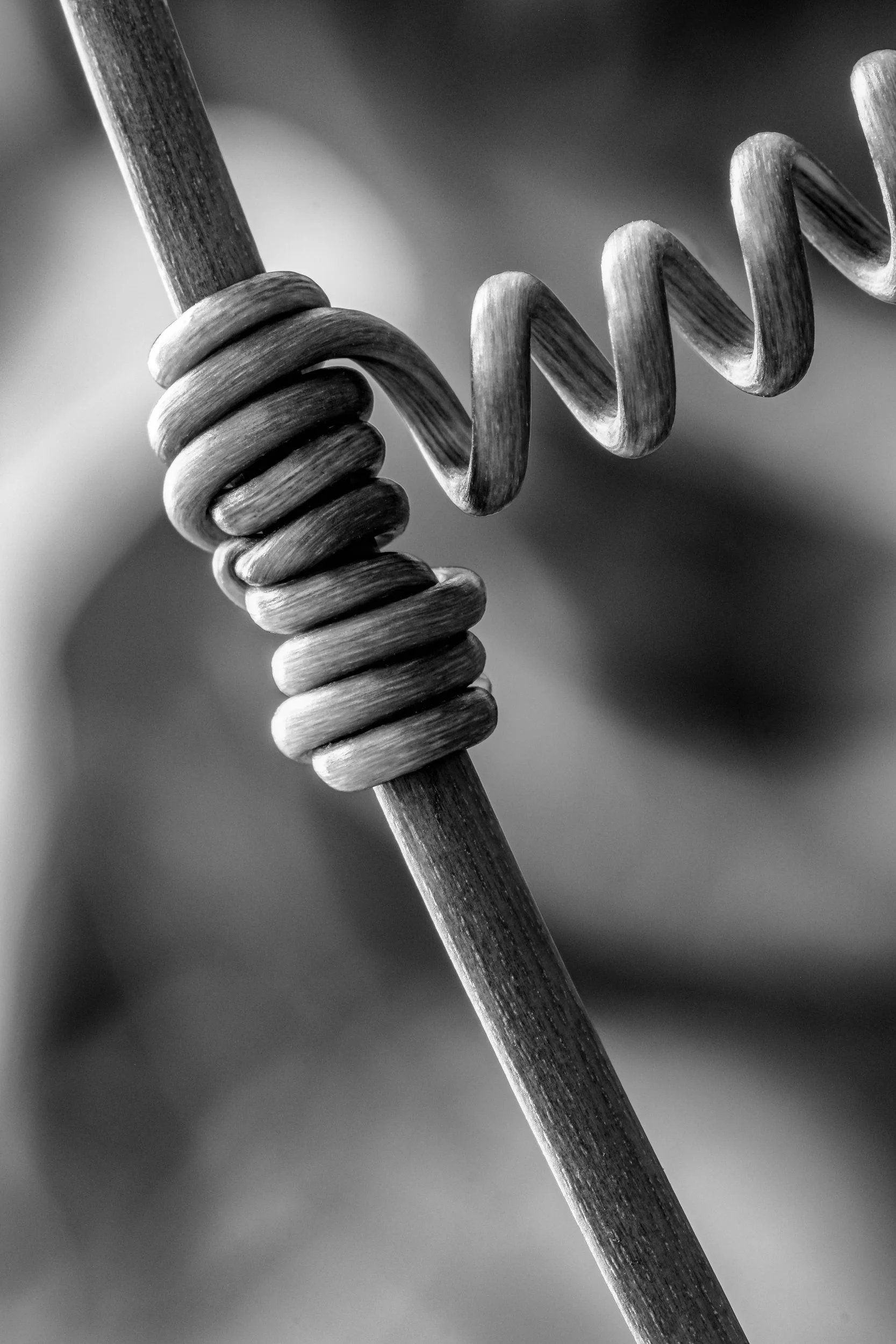 maracuja-natureza-macrofotografia-obras-fine-art-12.jpg