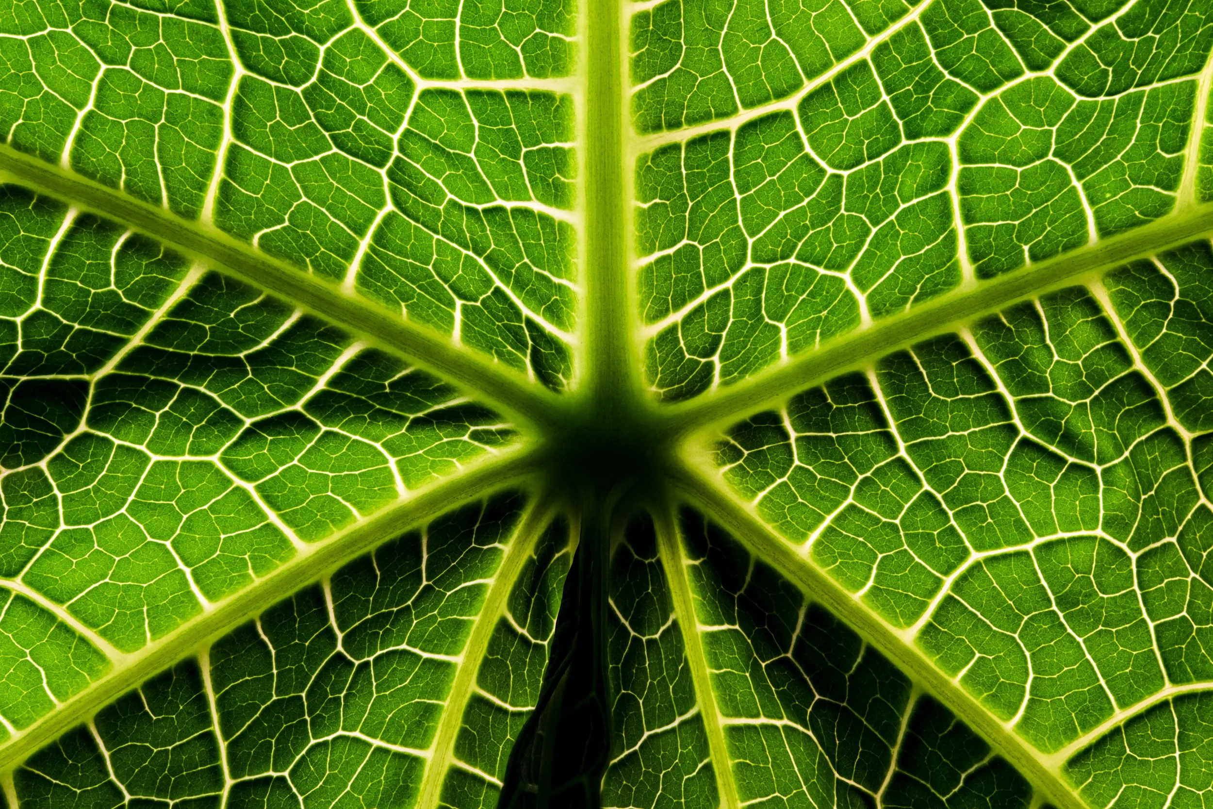 Fotografia macro fine art de nervuras de folha em tons verdes — série Nervura, de Bruno Militelli