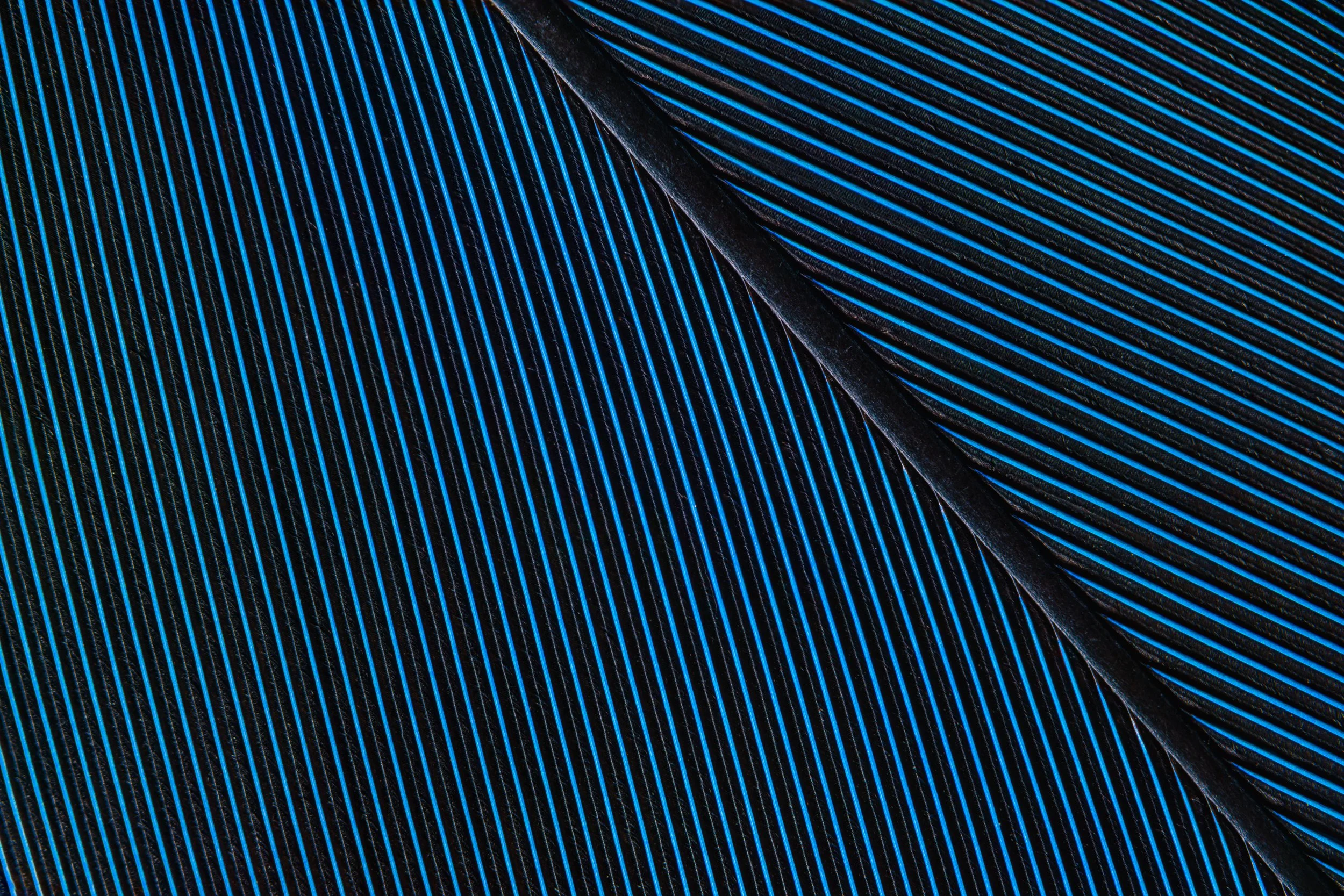 penas-nativas-macrofotografia-obras-fine-art-1.jpg