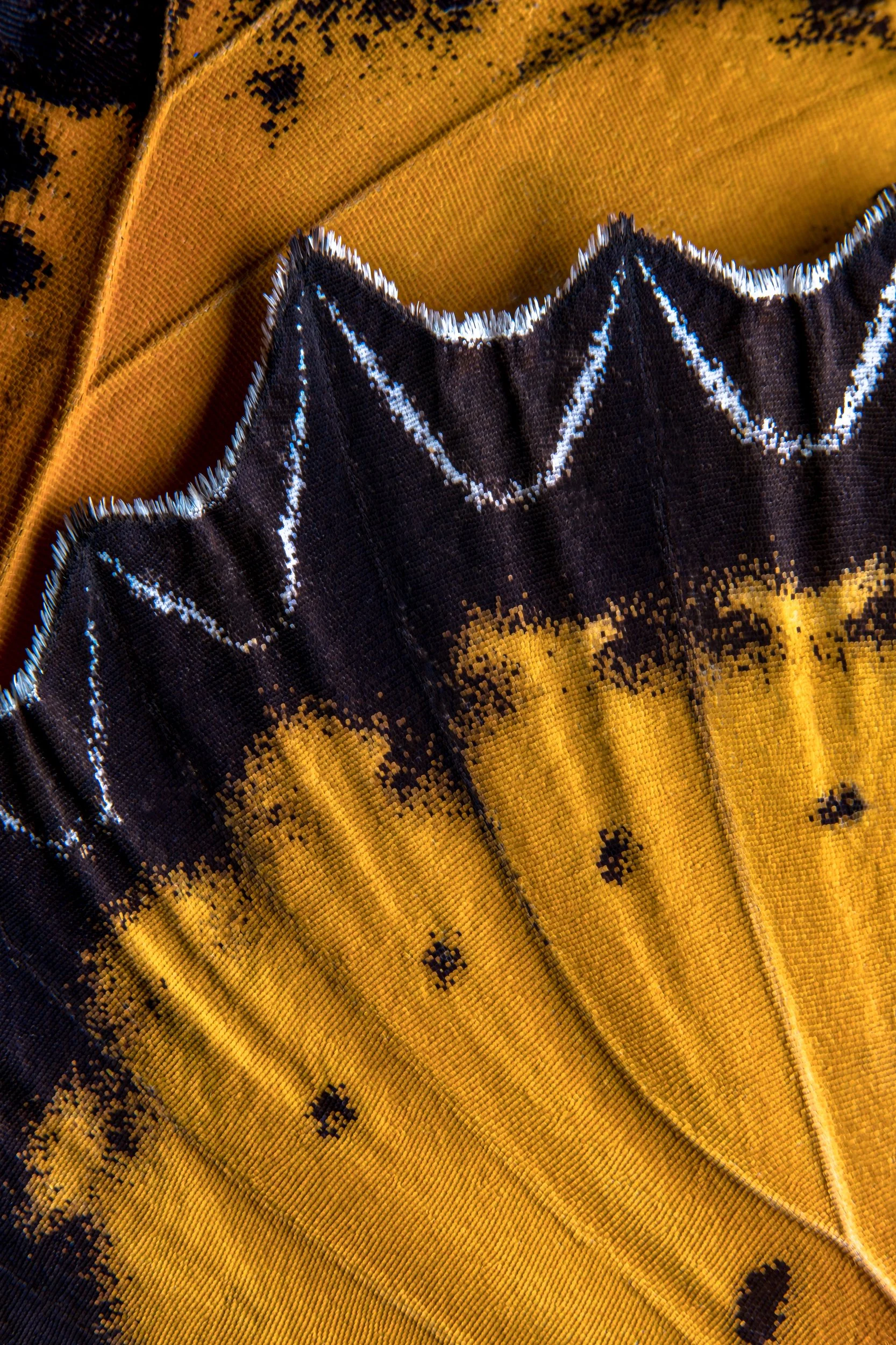 panapana-borboleta-macrofotografia-fine-art-10.jpg