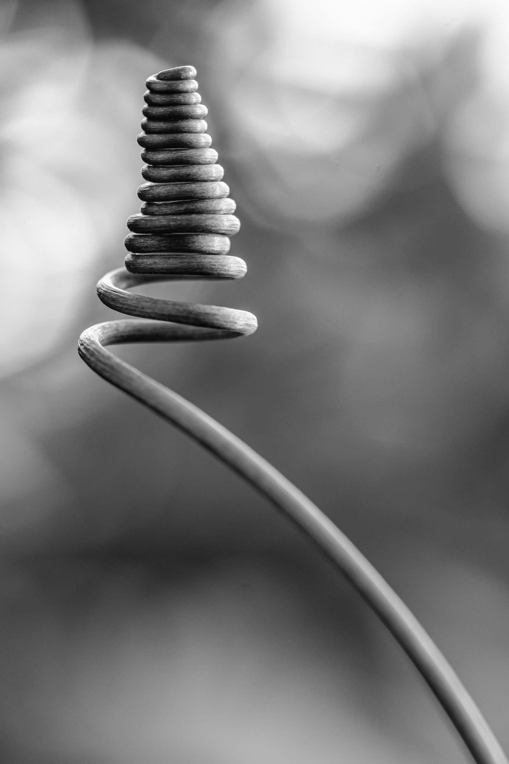 maracuja-natureza-macrofotografia-obras-fine-art-2.jpg