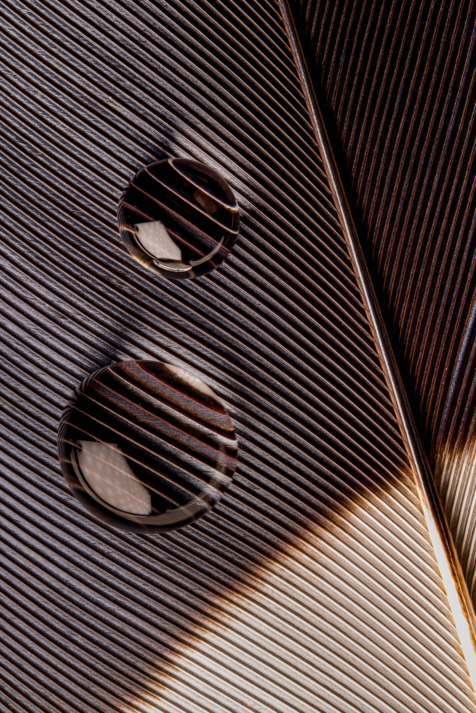 hidrofobico-penas-macrofotografia-fine-art-2.jpg