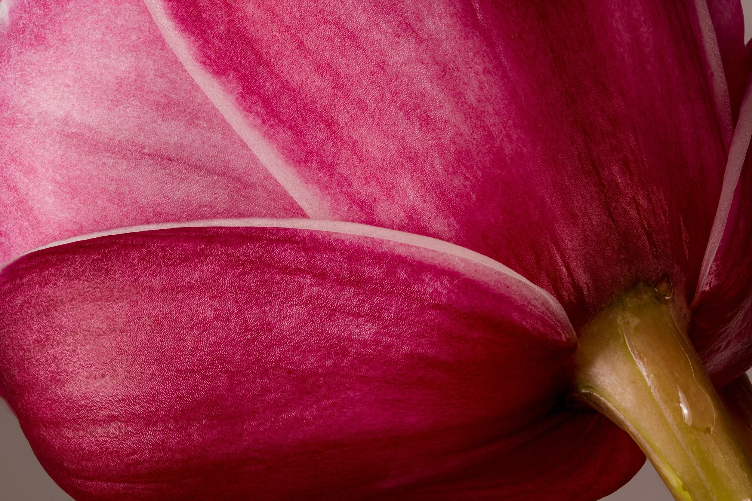 folha_macrofotografia_fine_art-13.jpg
