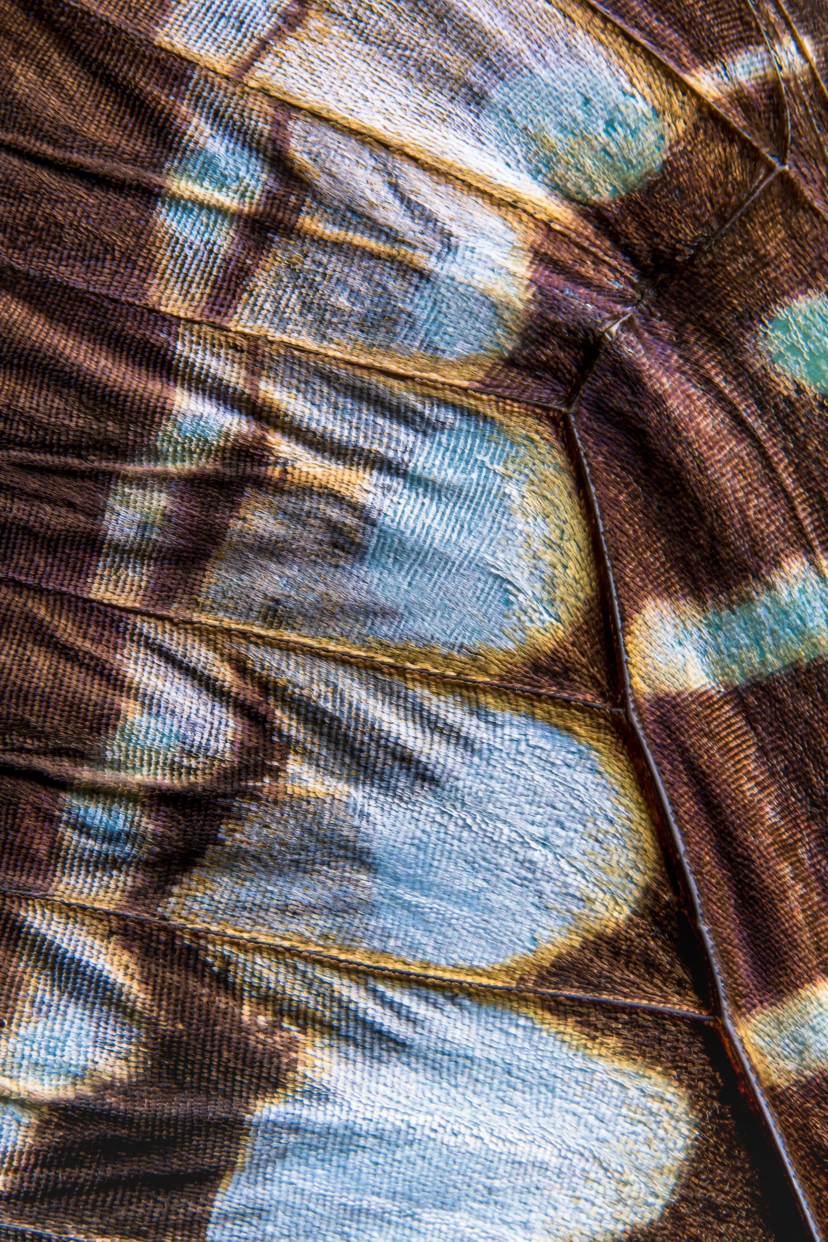 panapana-borboleta-macrofotografia-fine-art-8.jpg