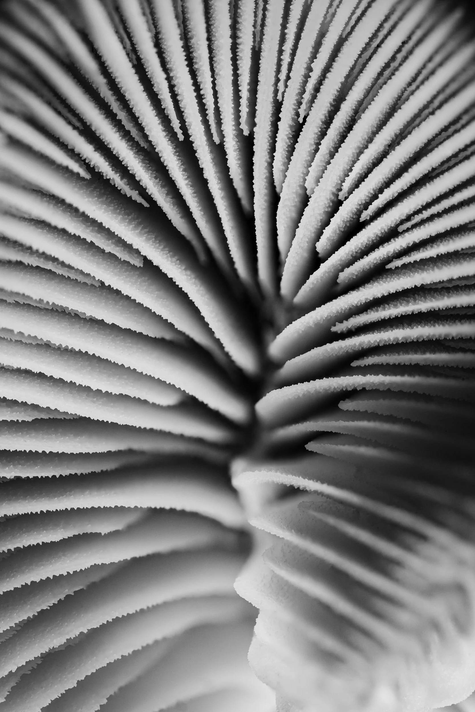 mare-coral-macrofotografia-fine-art-12.jpg