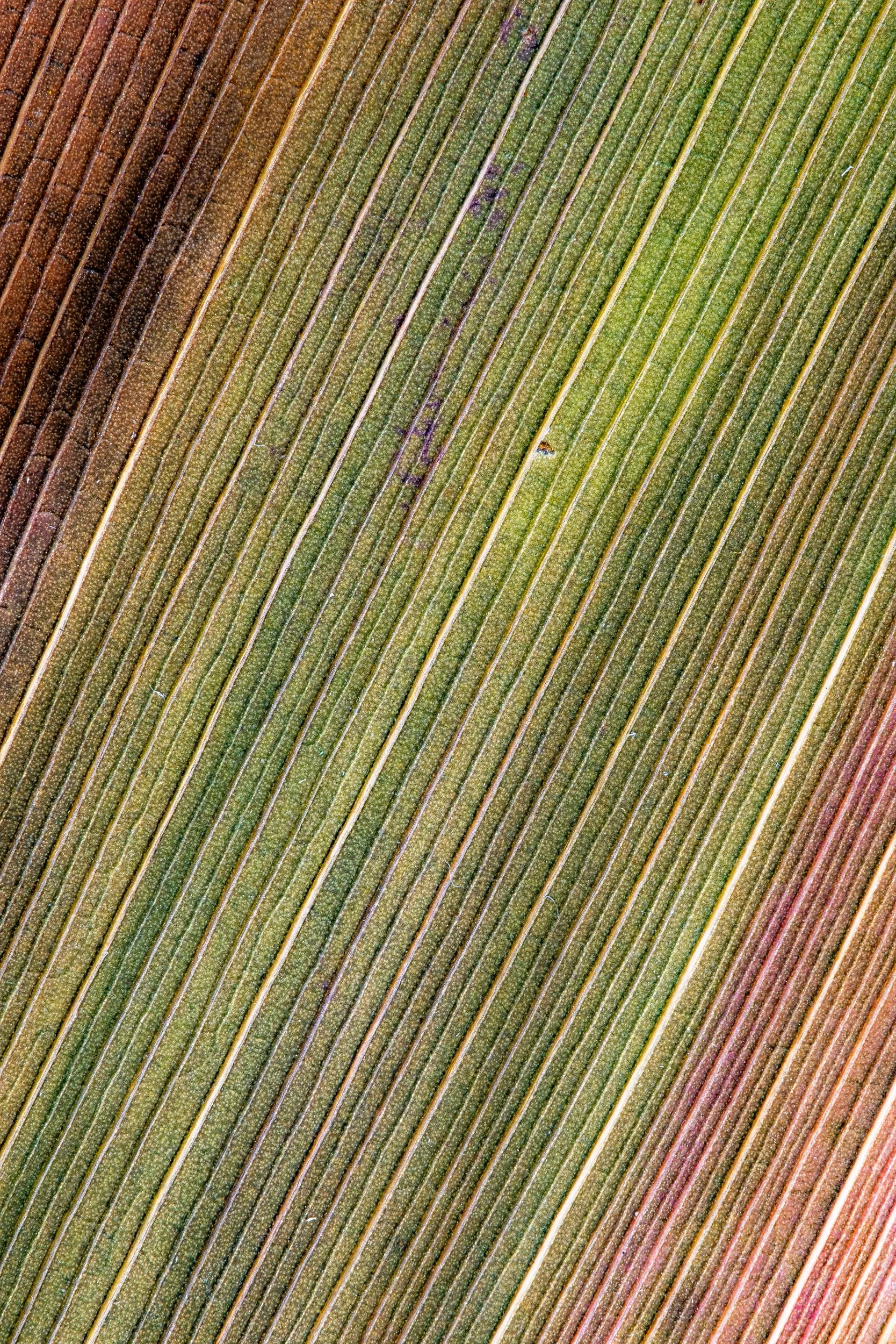 folha_macrofotografia_fine_art-1.jpg