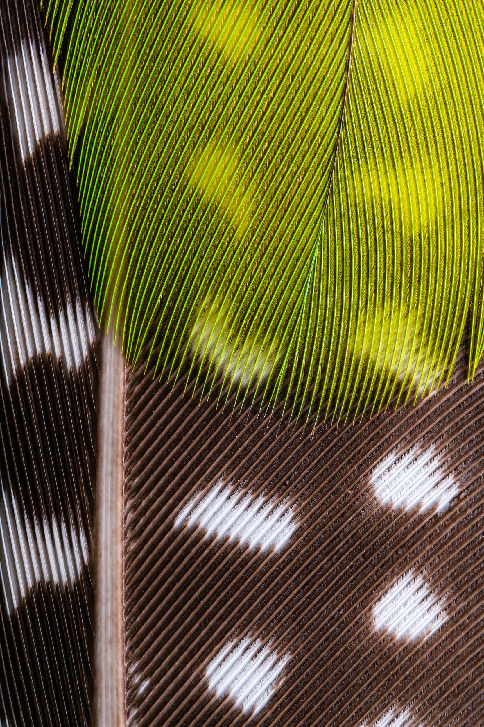 penas-nativas-macrofotografia-obras-fine-art-17.jpg