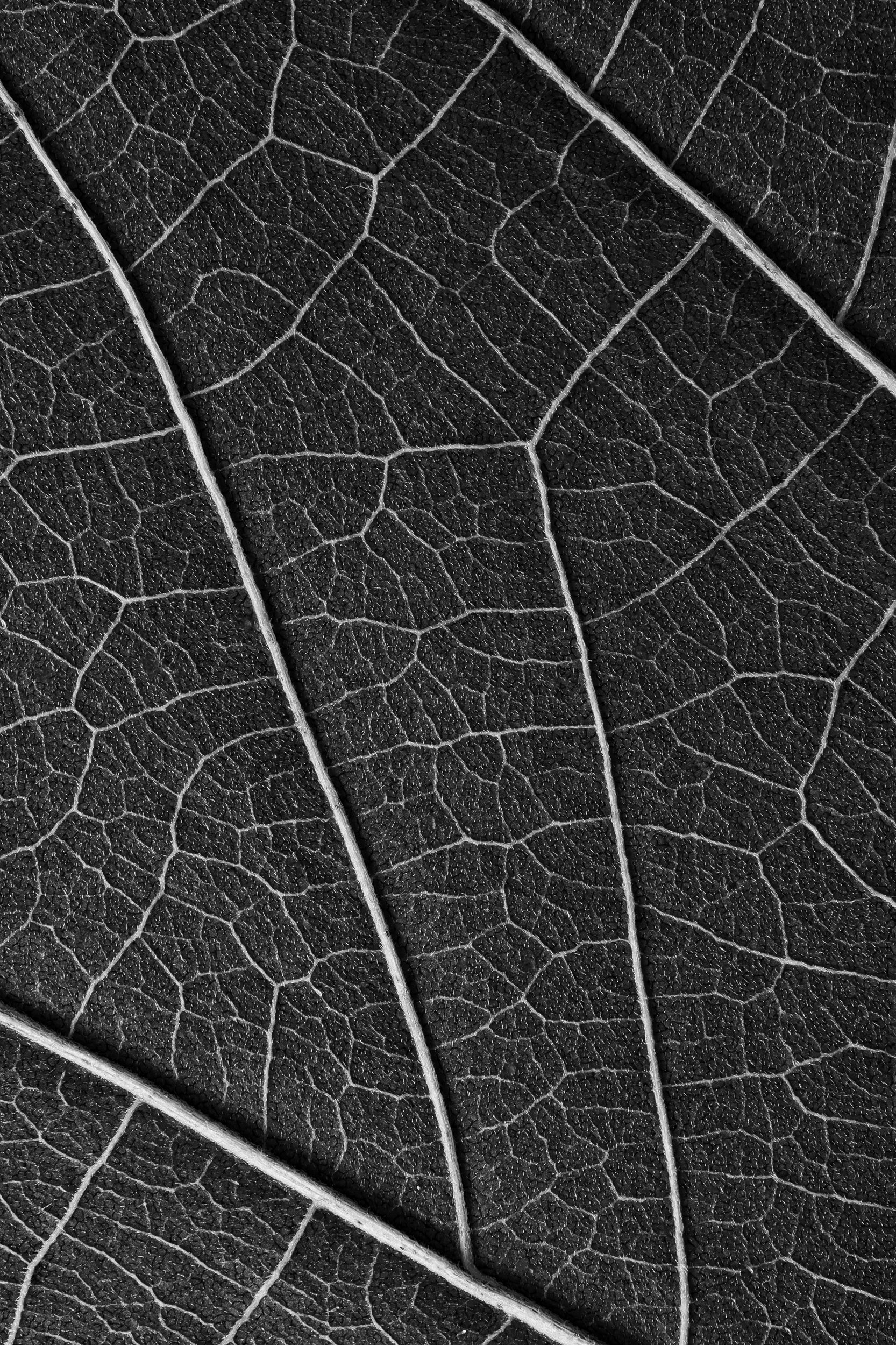 Estrutura de folha ampliada revelando geometria natural — série Nervura, fotografia macro fine art de Bruno Militelli