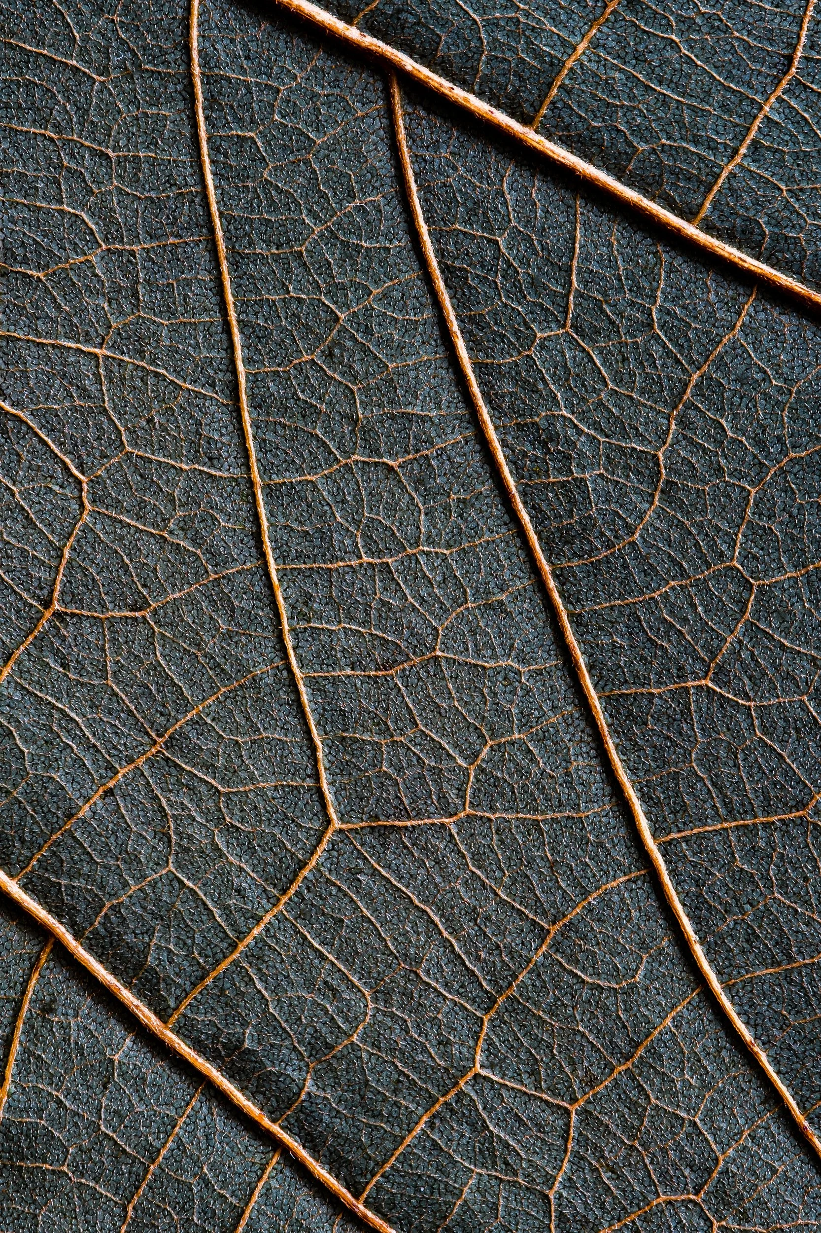 Estrutura de folha ampliada revelando geometria natural — série Nervura, fotografia macro fine art de Bruno Militelli