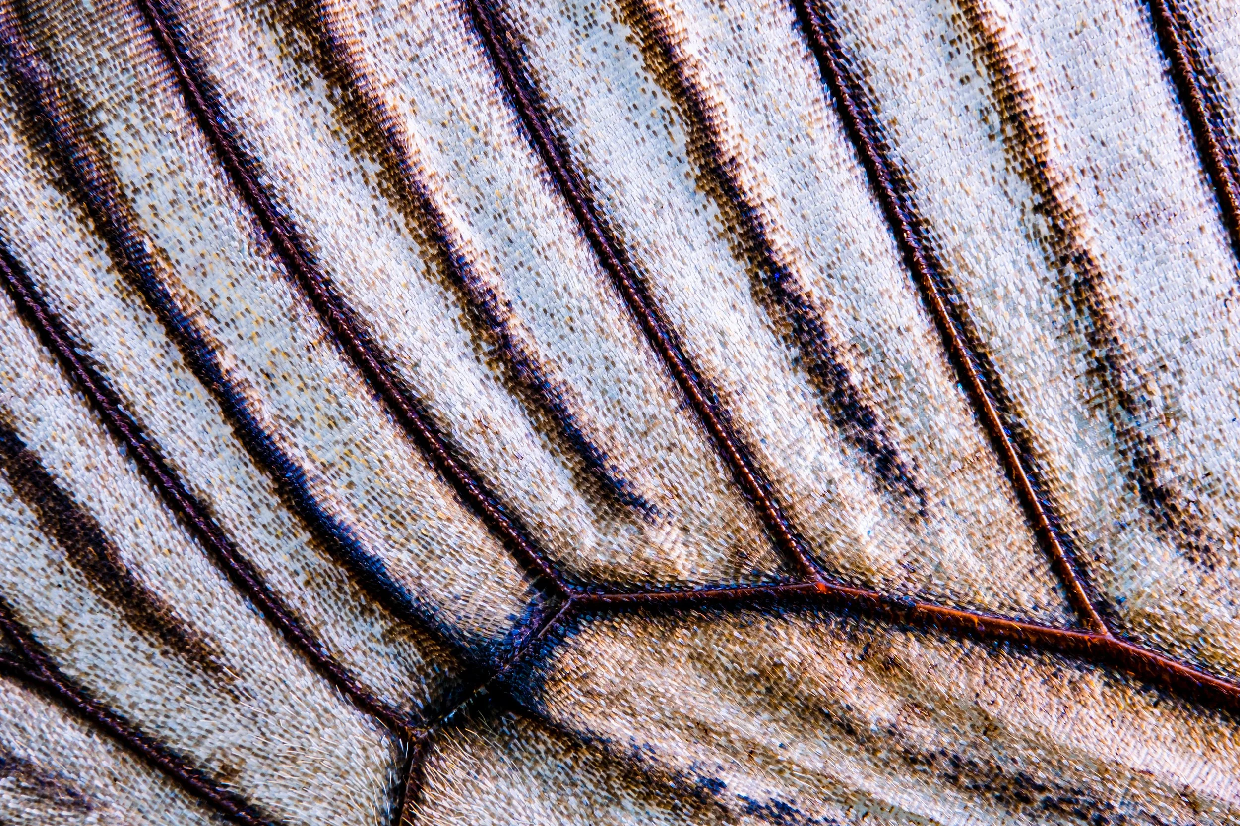 panapana-borboleta-macrofotografia-fine-art-4.jpg