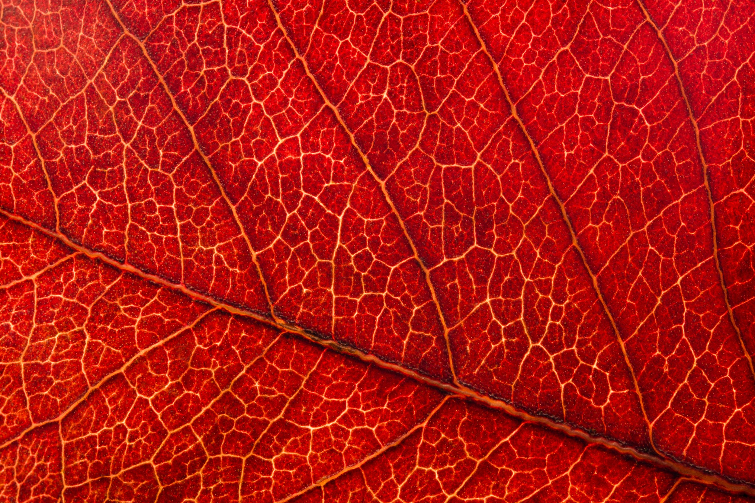 folha_macrofotografia_fine_art-17.jpg