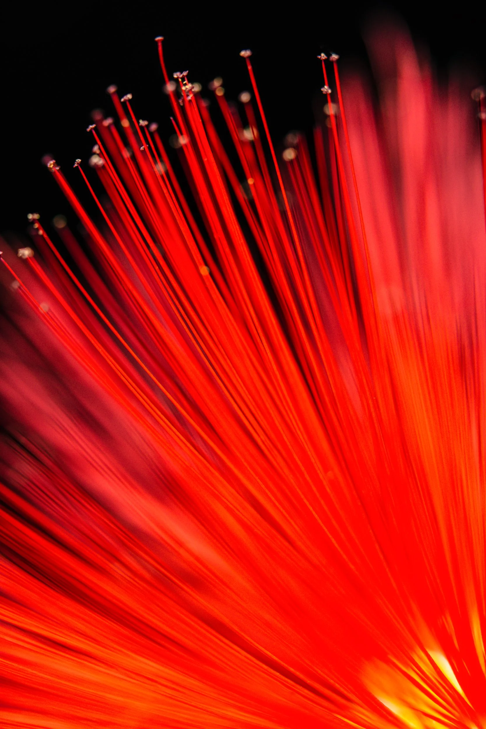 folha_macrofotografia_fine_art-16.jpg