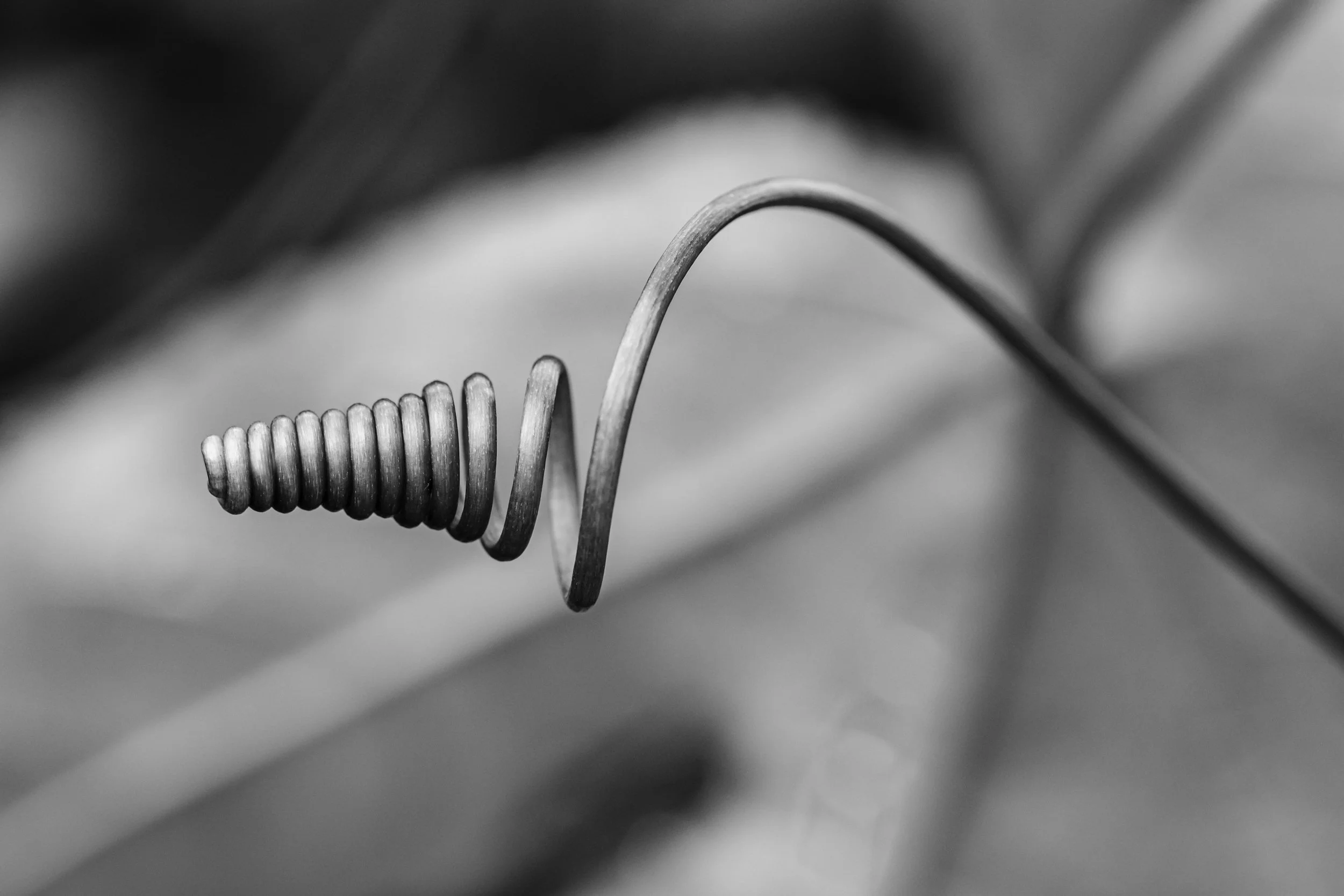 maracuja-natureza-macrofotografia-obras-fine-art-14.jpg