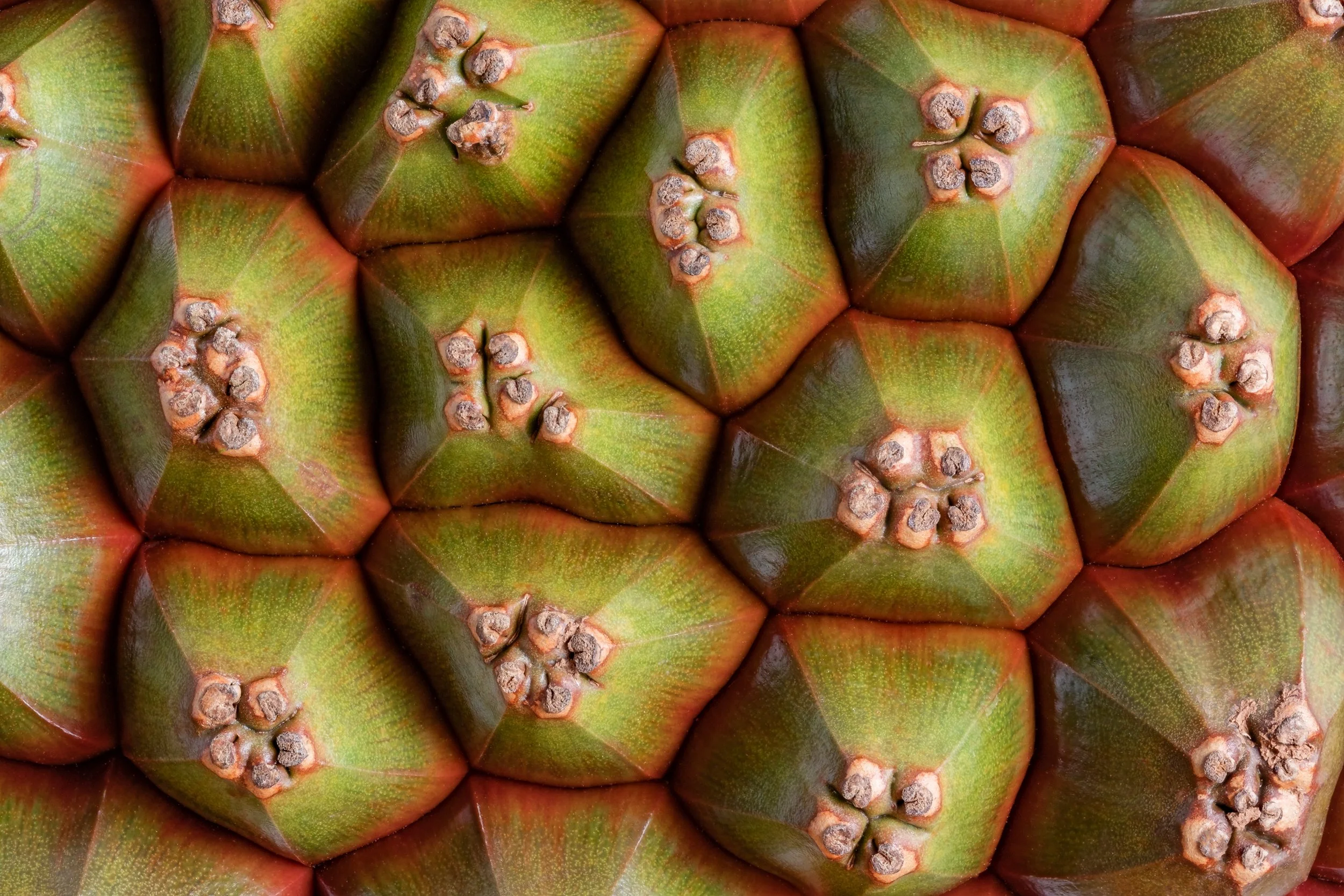 natureza_macrofotografia_fine_art-11.jpg